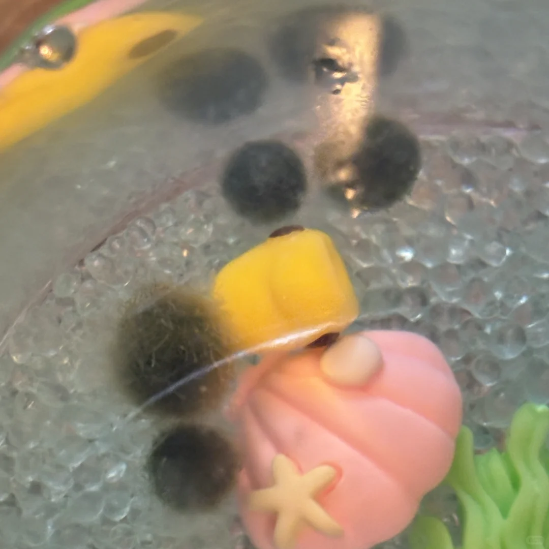 海藻球一直冒白丝怎么办😭😭