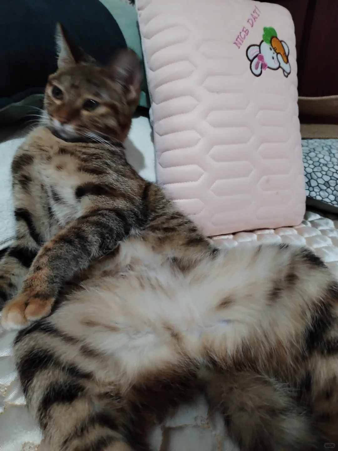 猫咪那些奇奇怪怪的姿势！