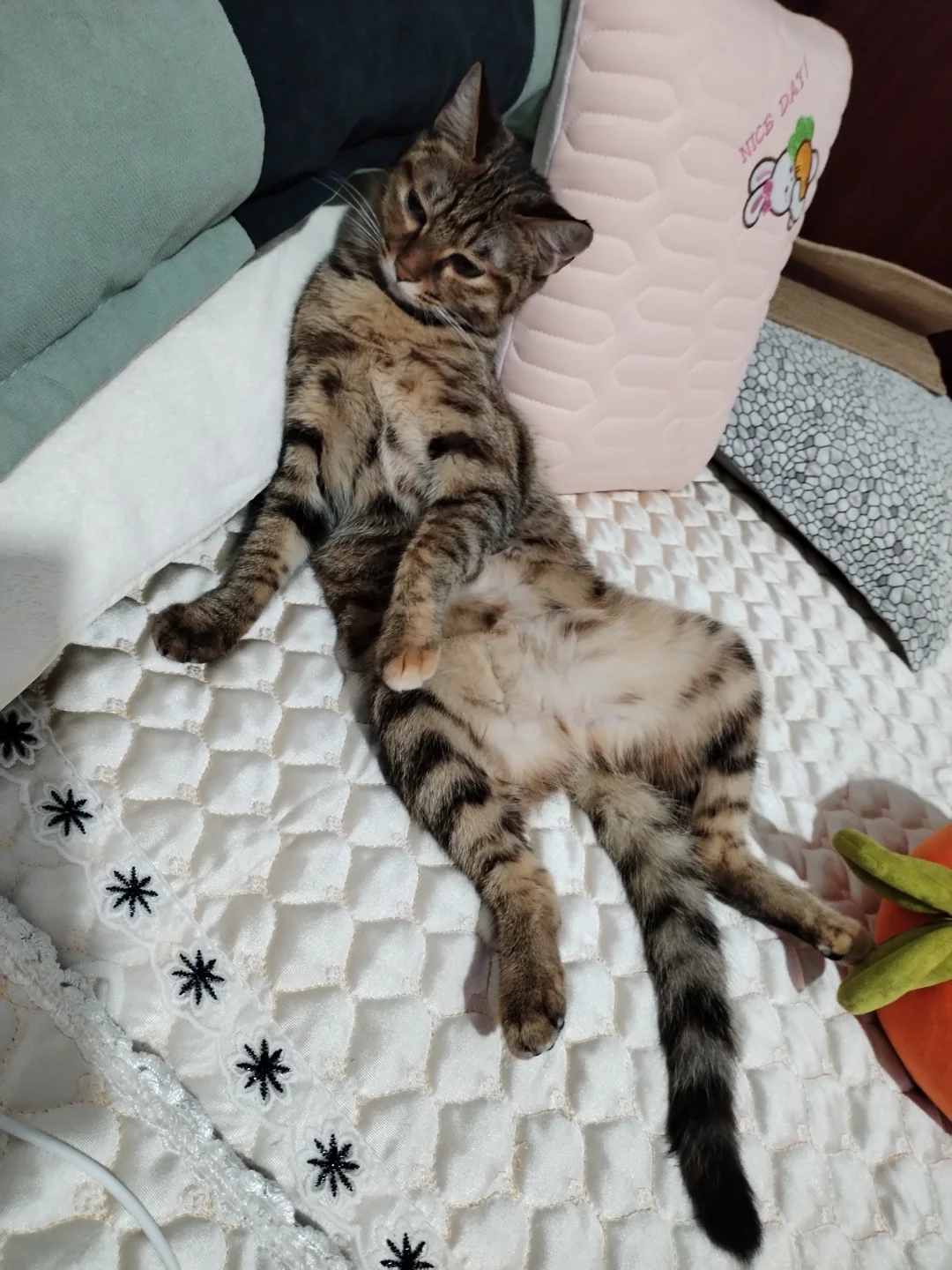 猫咪那些奇奇怪怪的姿势！