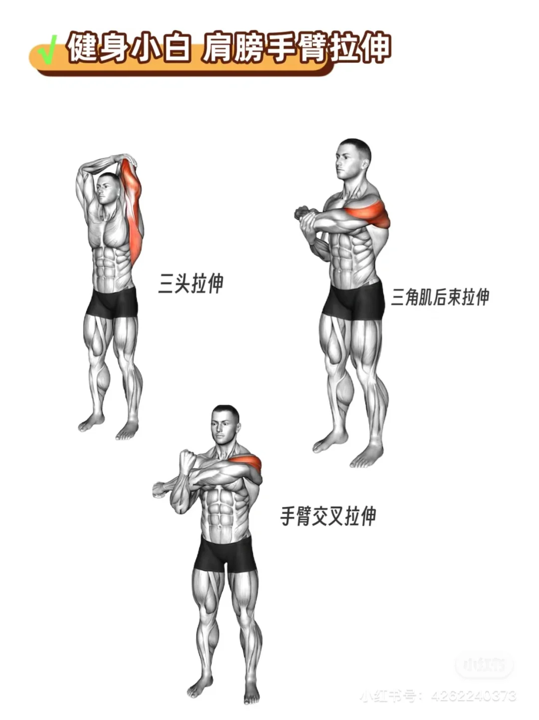 健身小白（女生）健身房攻略｜拉伸动作合集