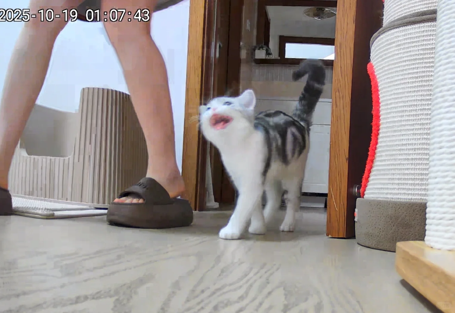 起司猫和她的女主人