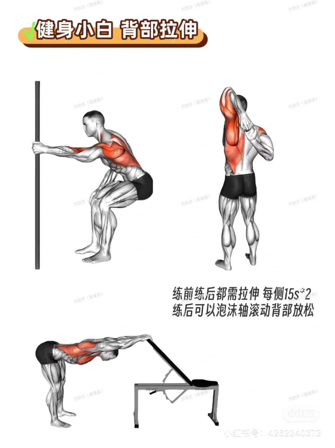 健身小白（女生）健身房攻略｜拉伸动作合集