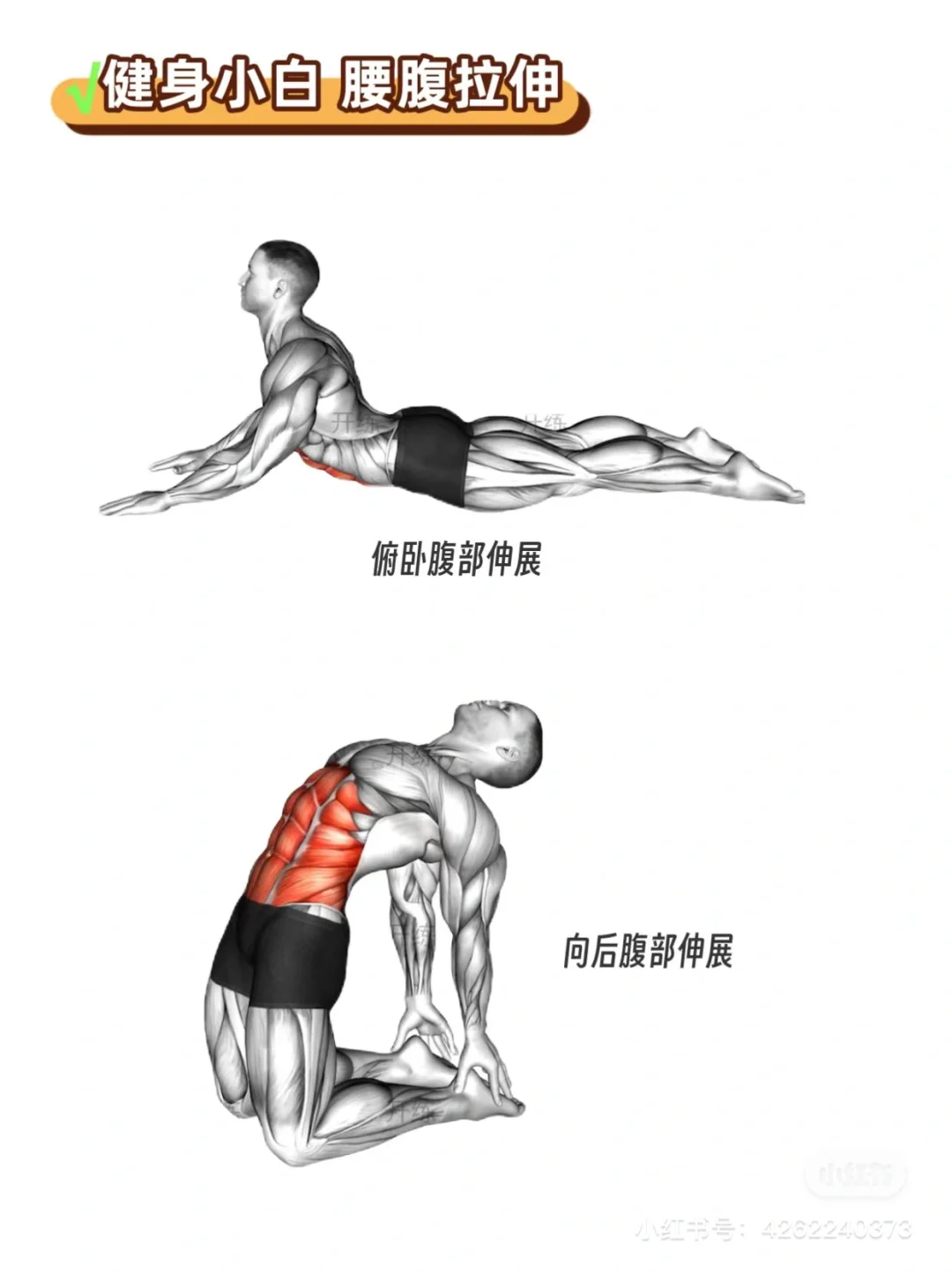 健身小白（女生）健身房攻略｜拉伸动作合集