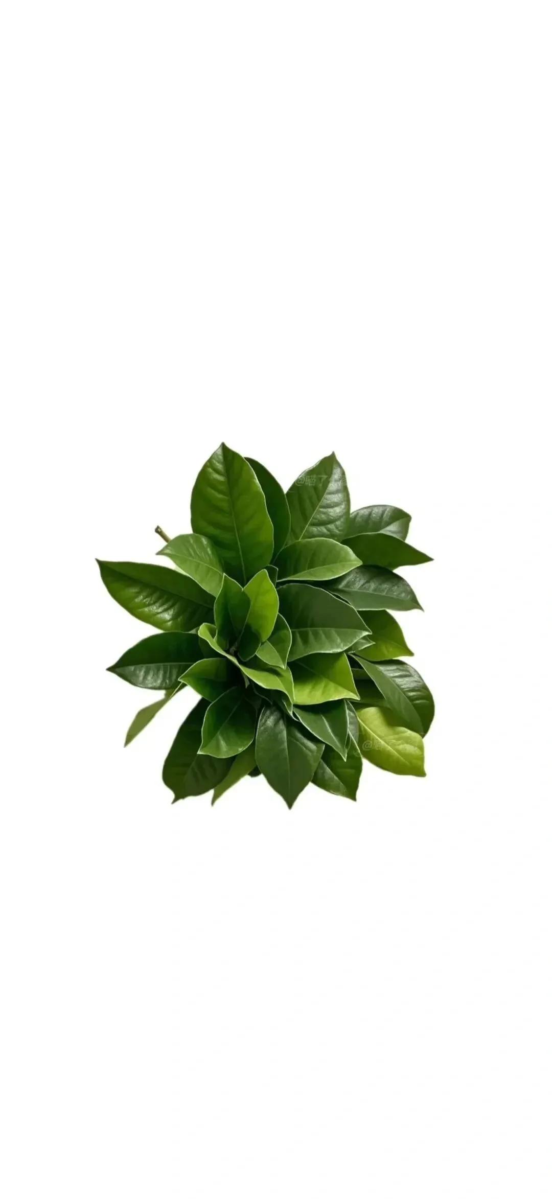 【壁纸】柚子叶去晦气