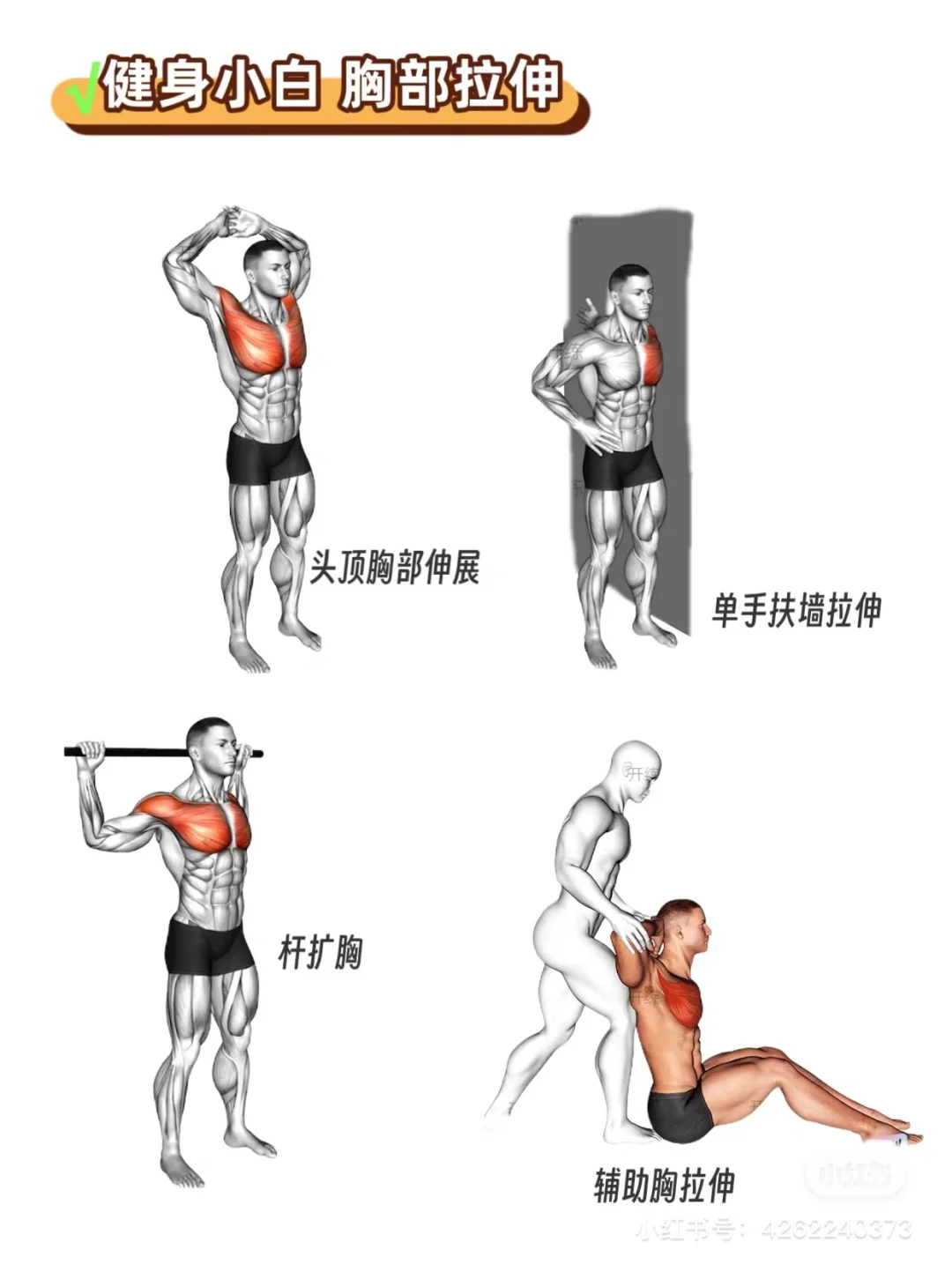 健身小白（女生）健身房攻略｜拉伸动作合集