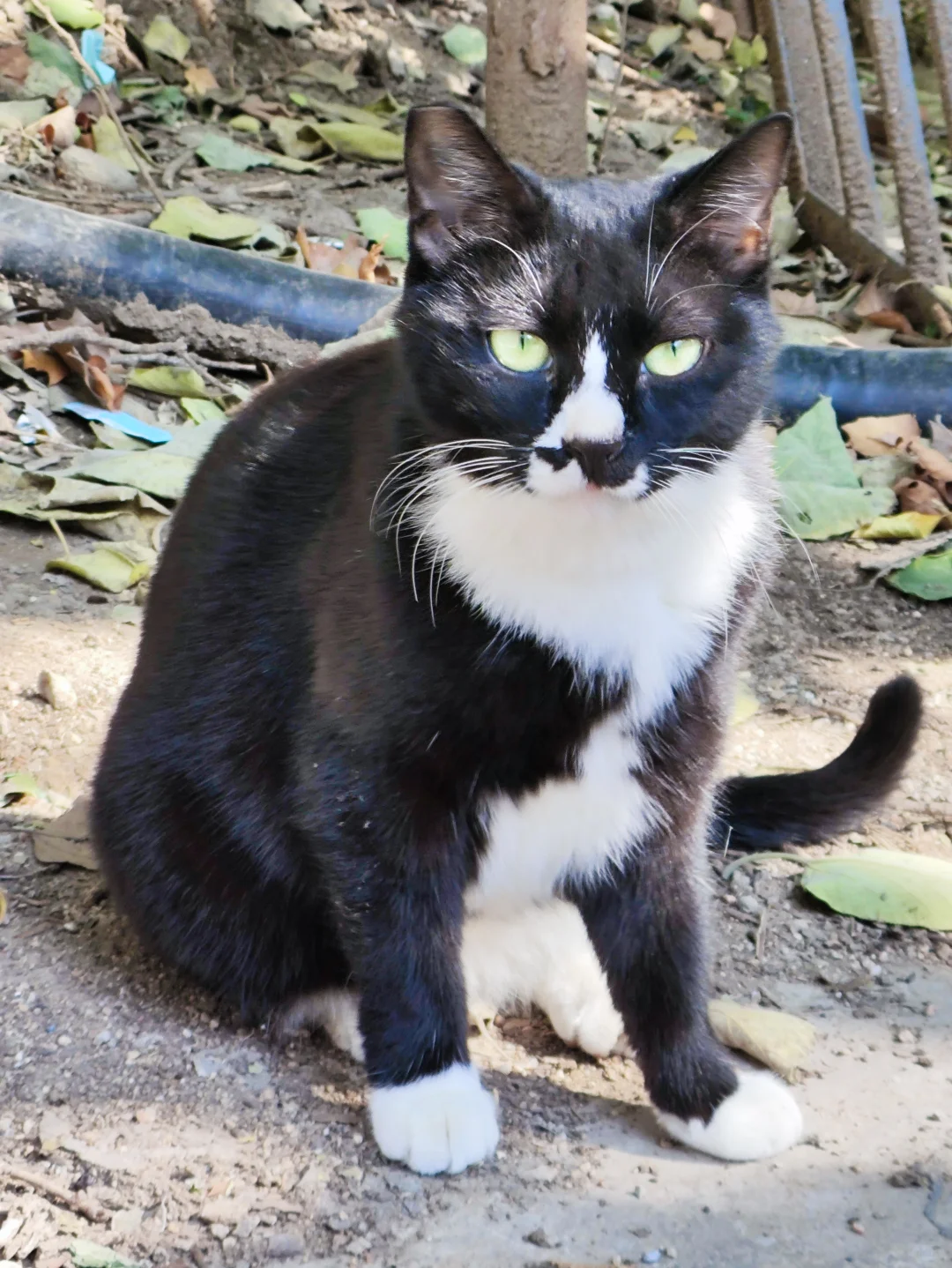 黑猫警长的妖娆和嚣张