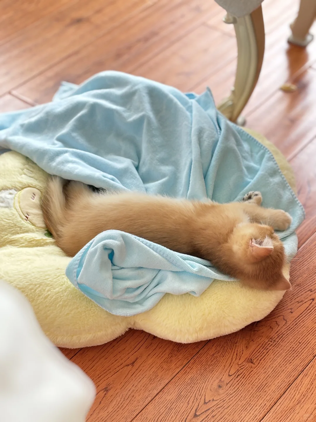 咪的随地大小睡