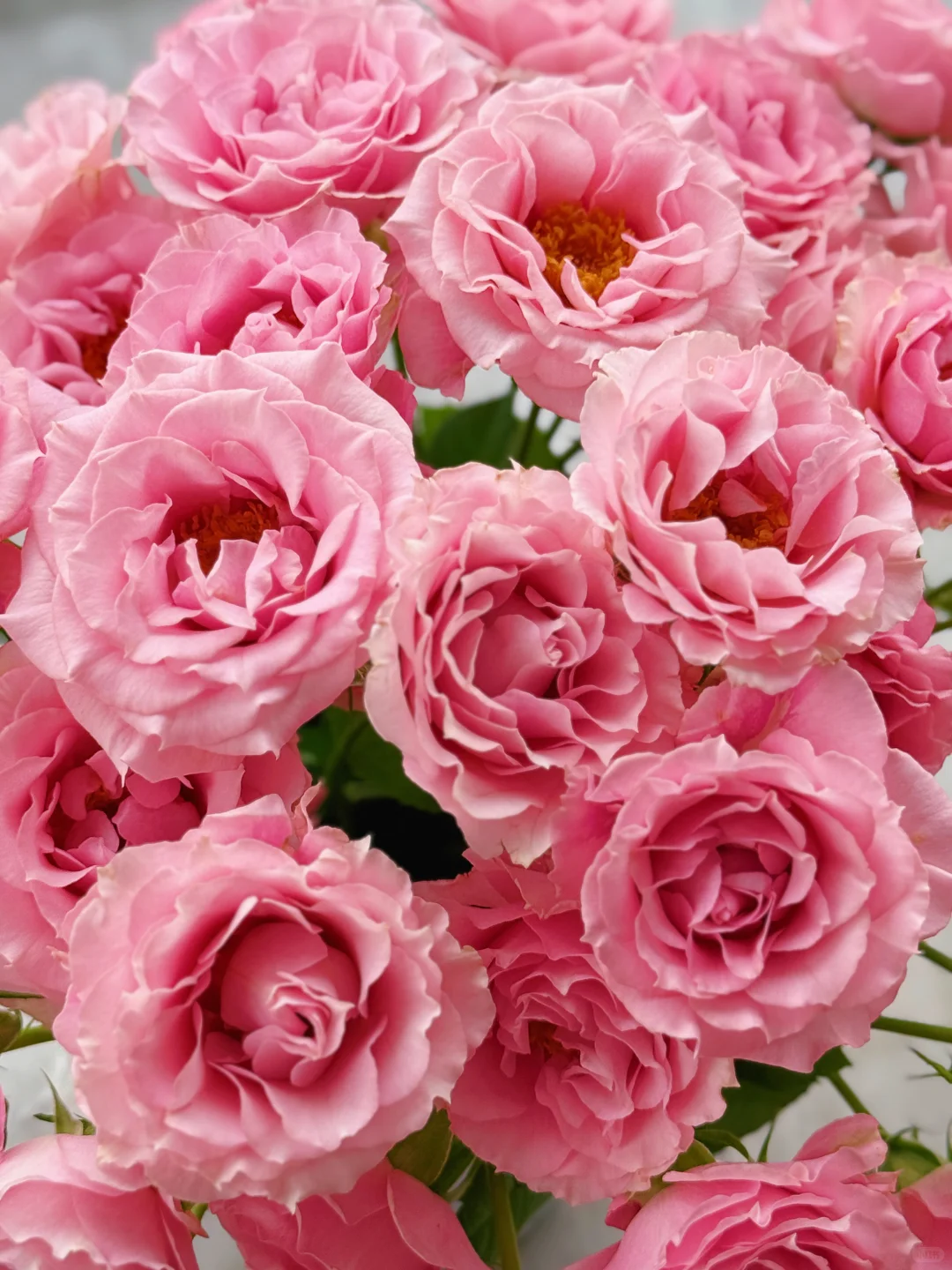 花开云南｜温柔而妩媚，美丽得恰到好处