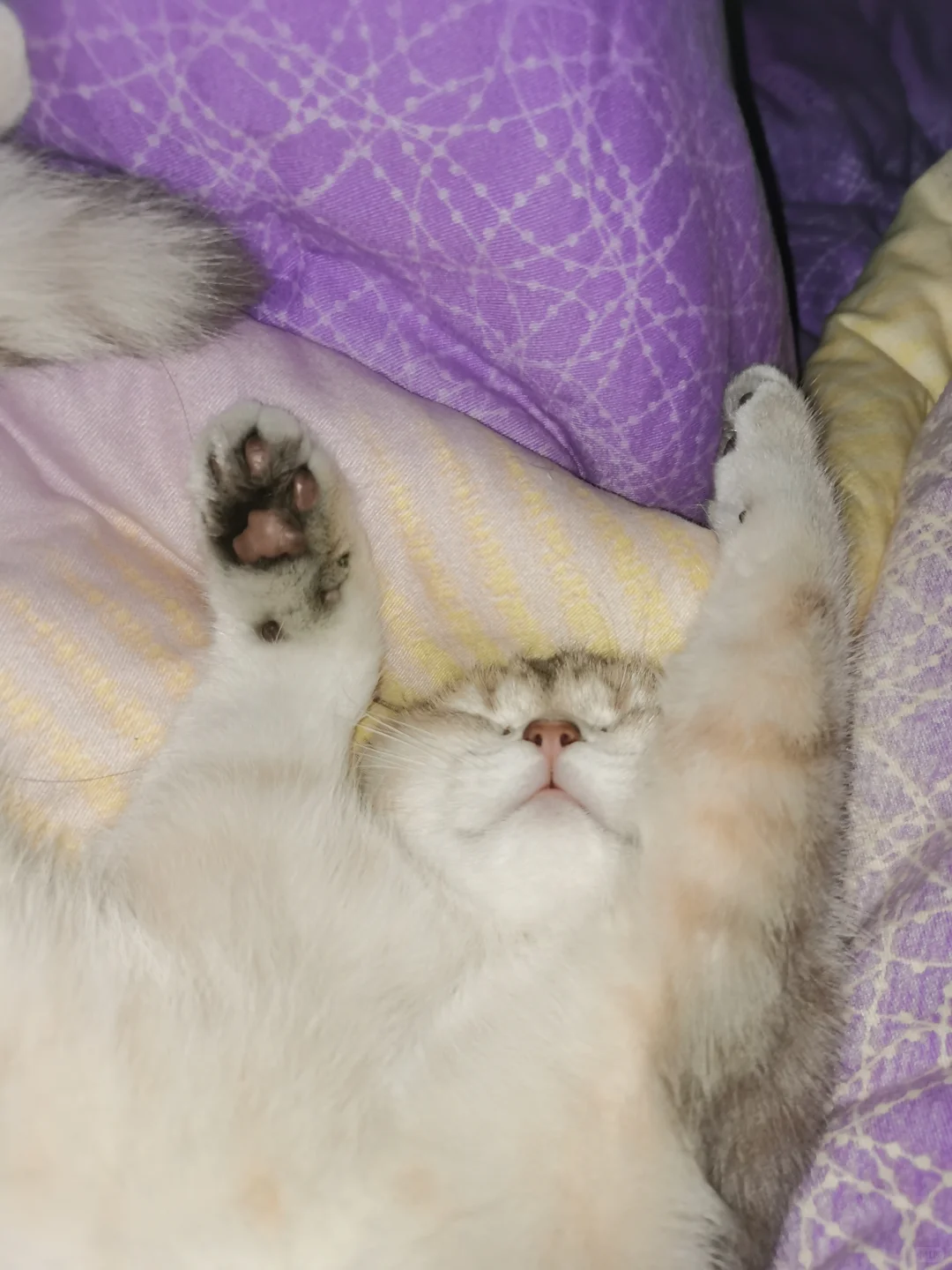 猫咪刚到家就这样睡觉正常吗/😍😍😍