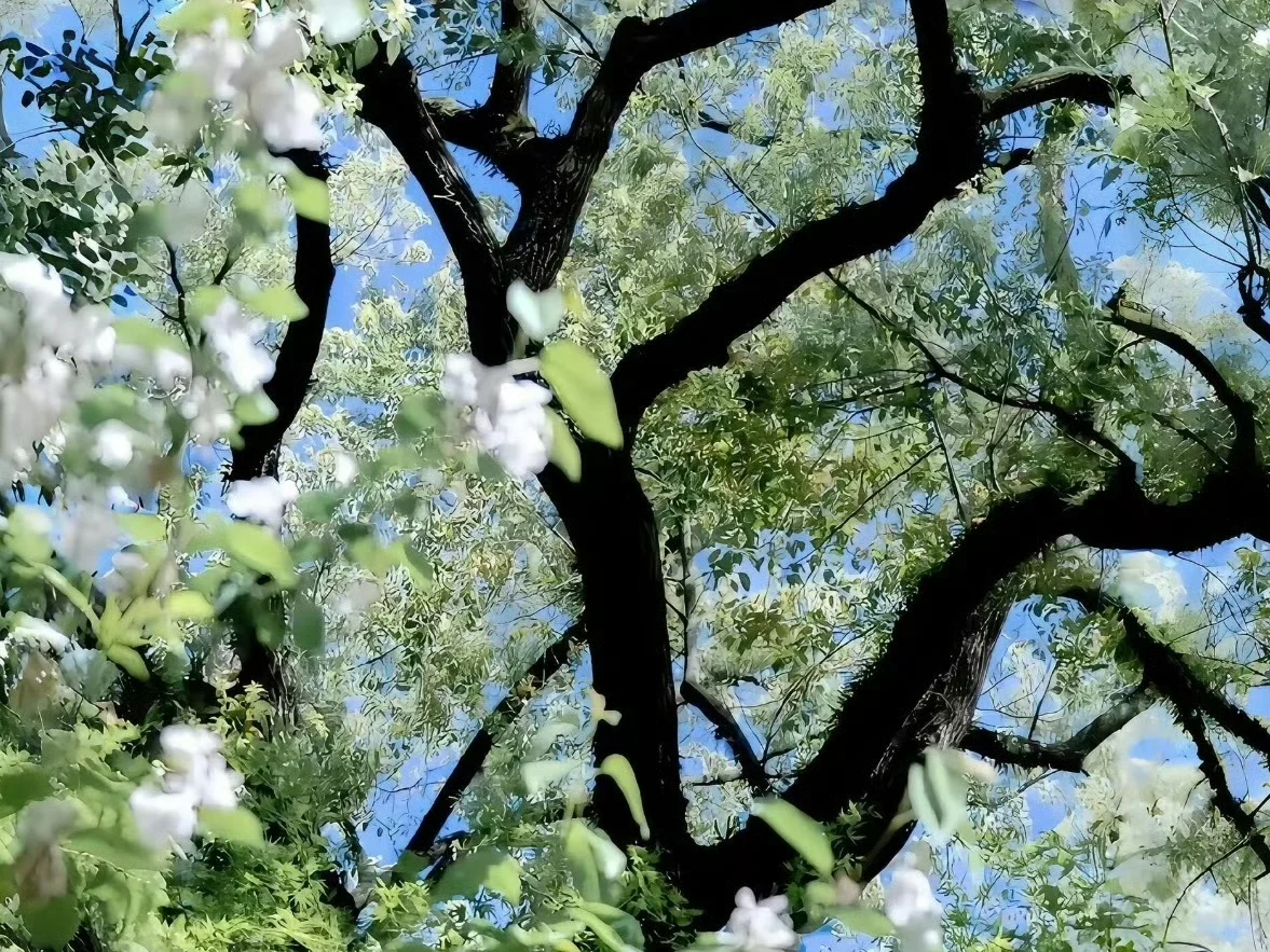 给你的Pad换个壁纸吧！