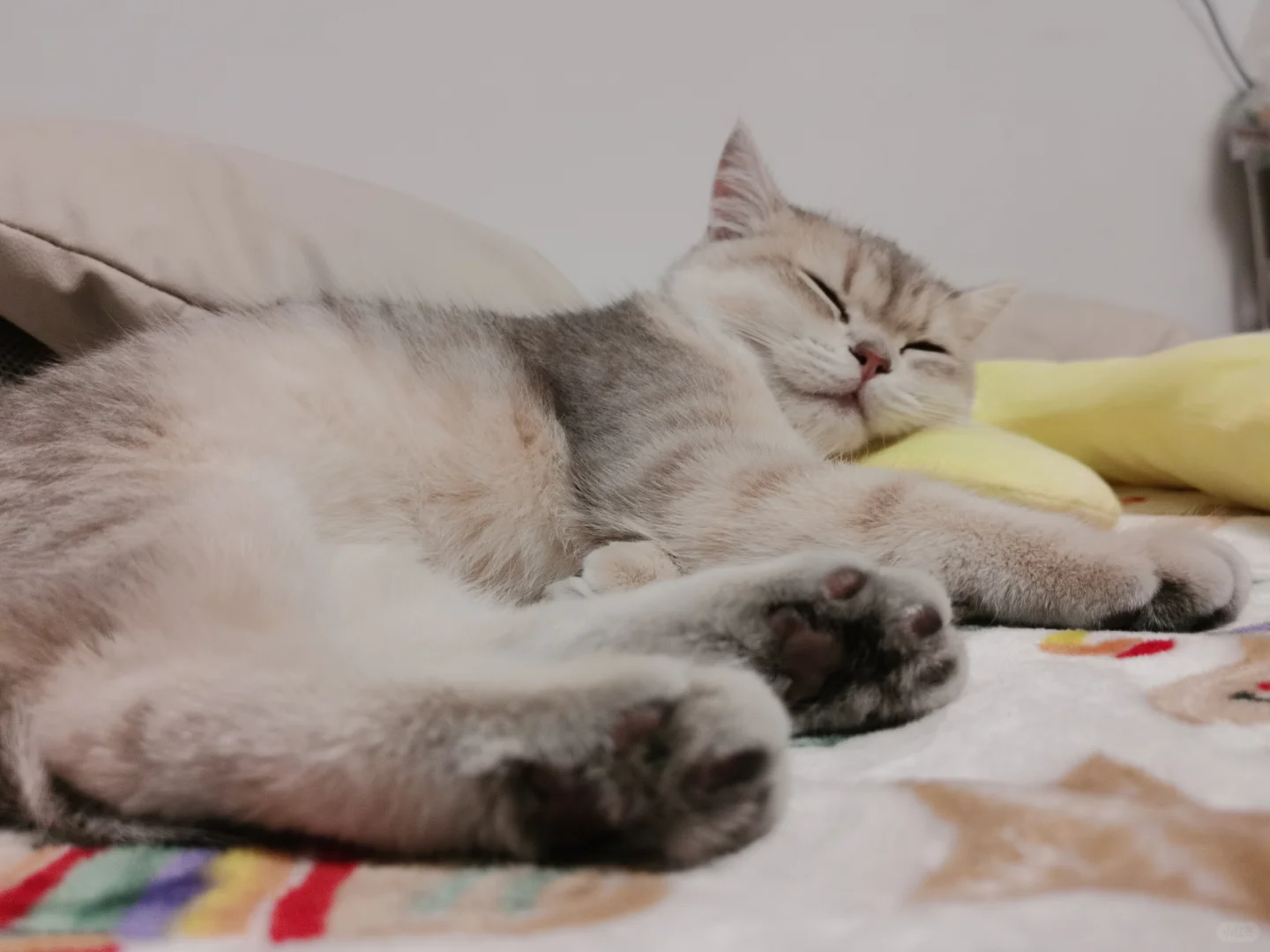 猫咪刚到家就这样睡觉正常吗/😍😍😍