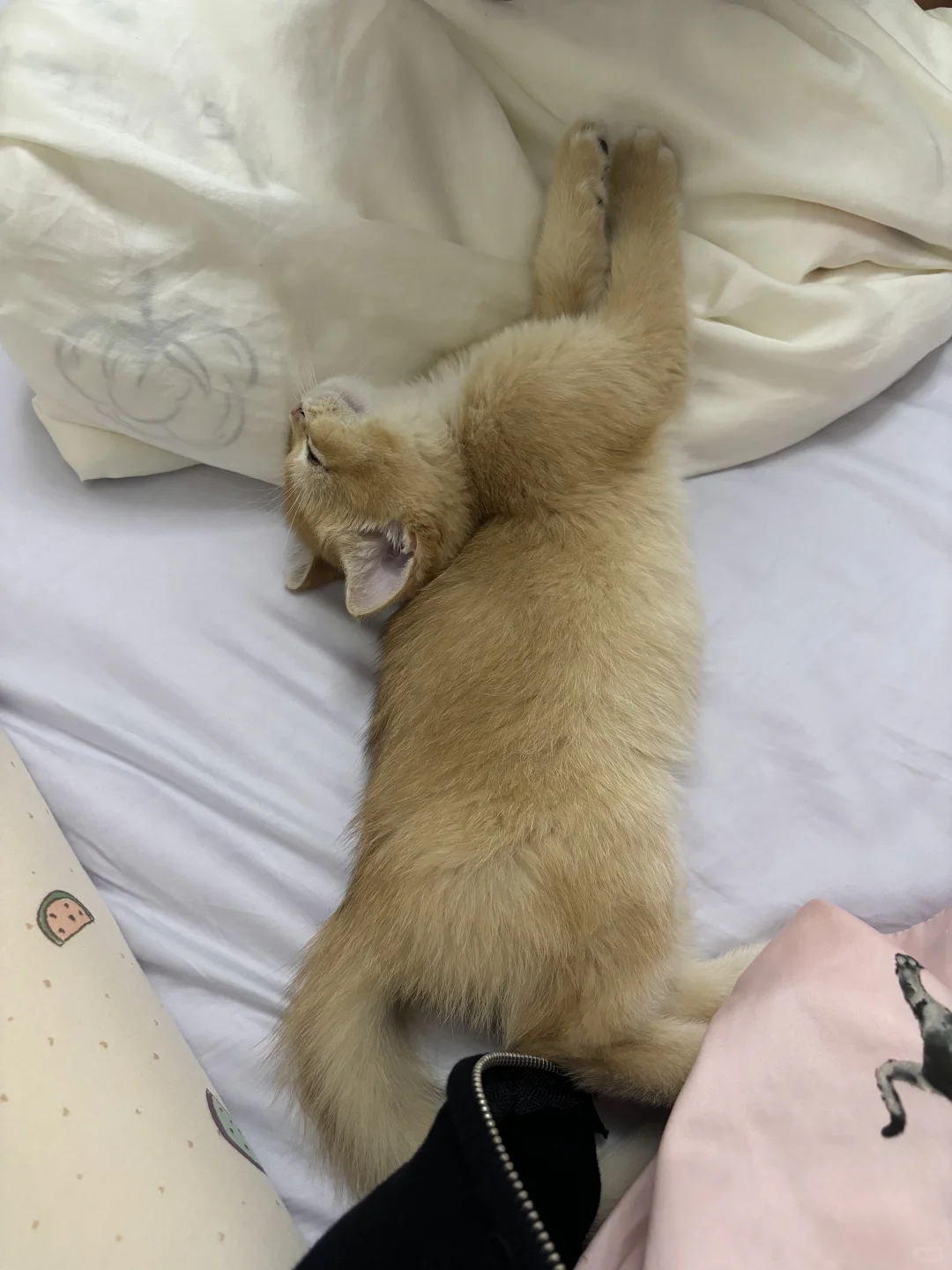 咪的随地大小睡