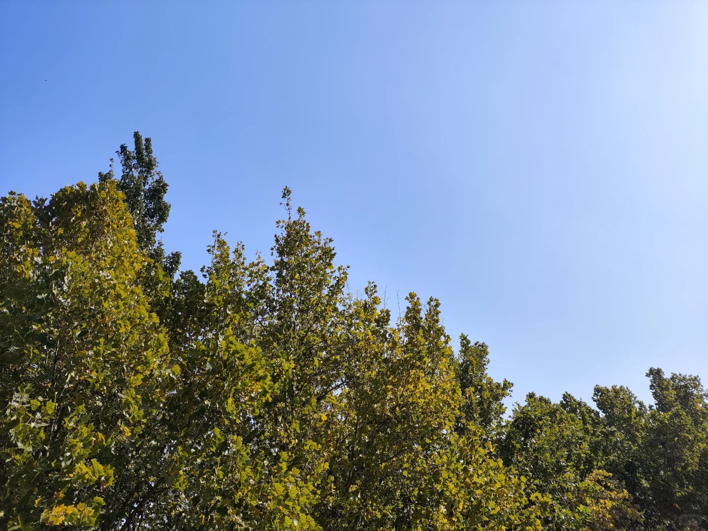 黑猫警长的妖娆和嚣张