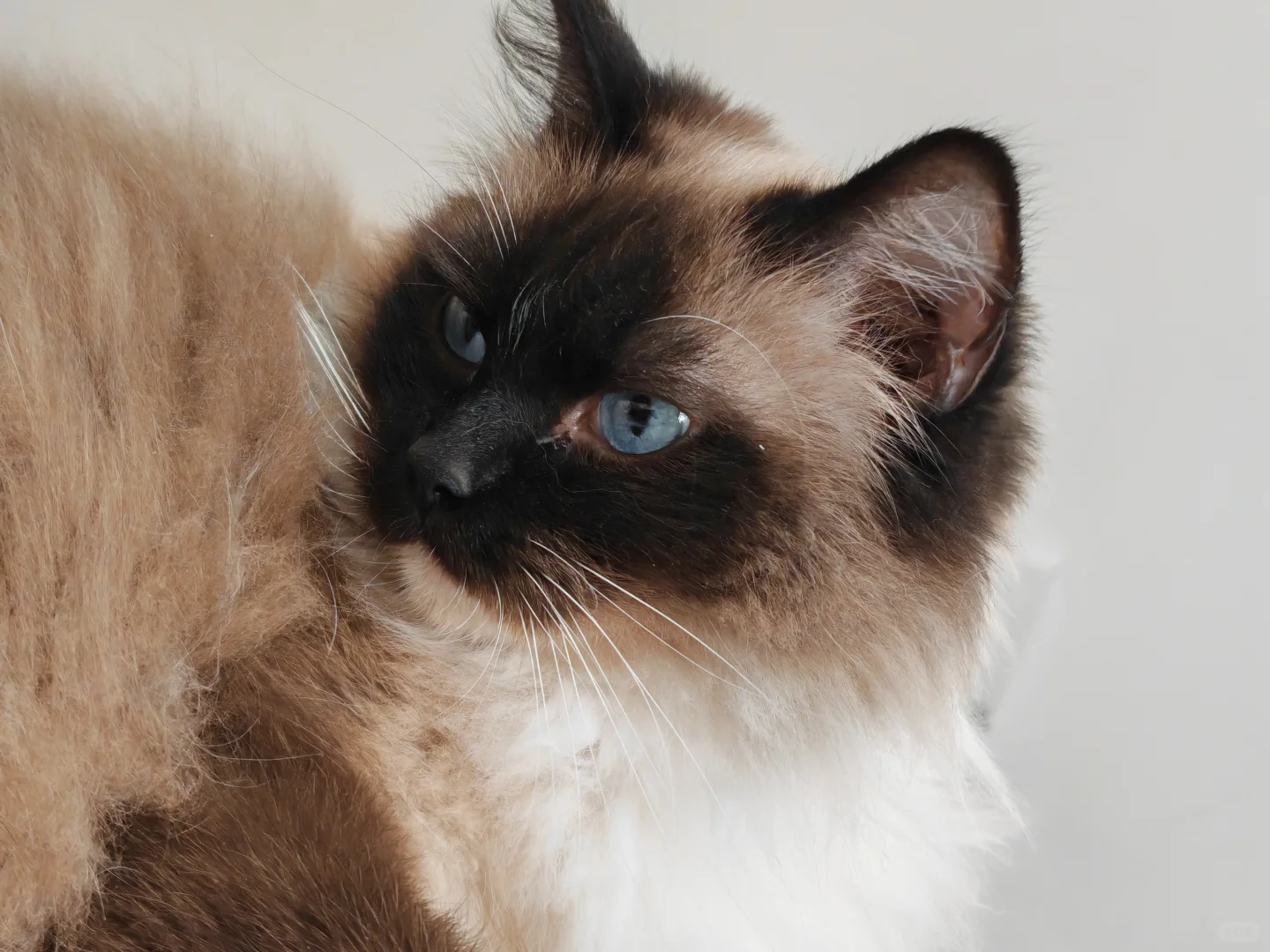 古风小生猫猫帖评论不忍仅留于评论区遂发之