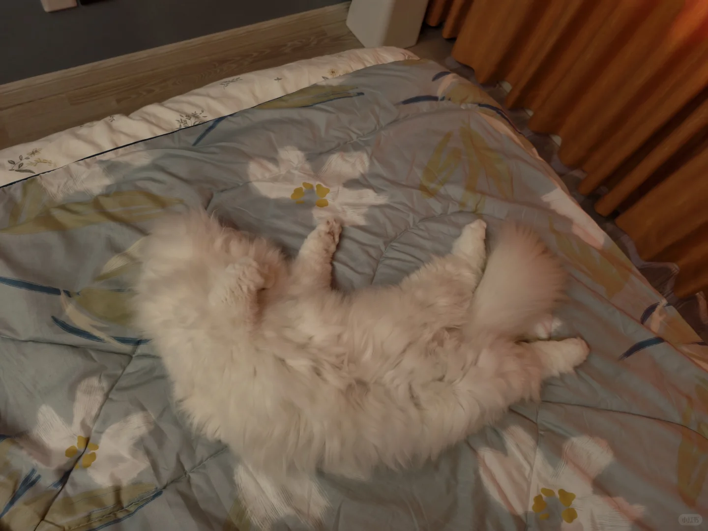 美貌小猫的潦草睡姿