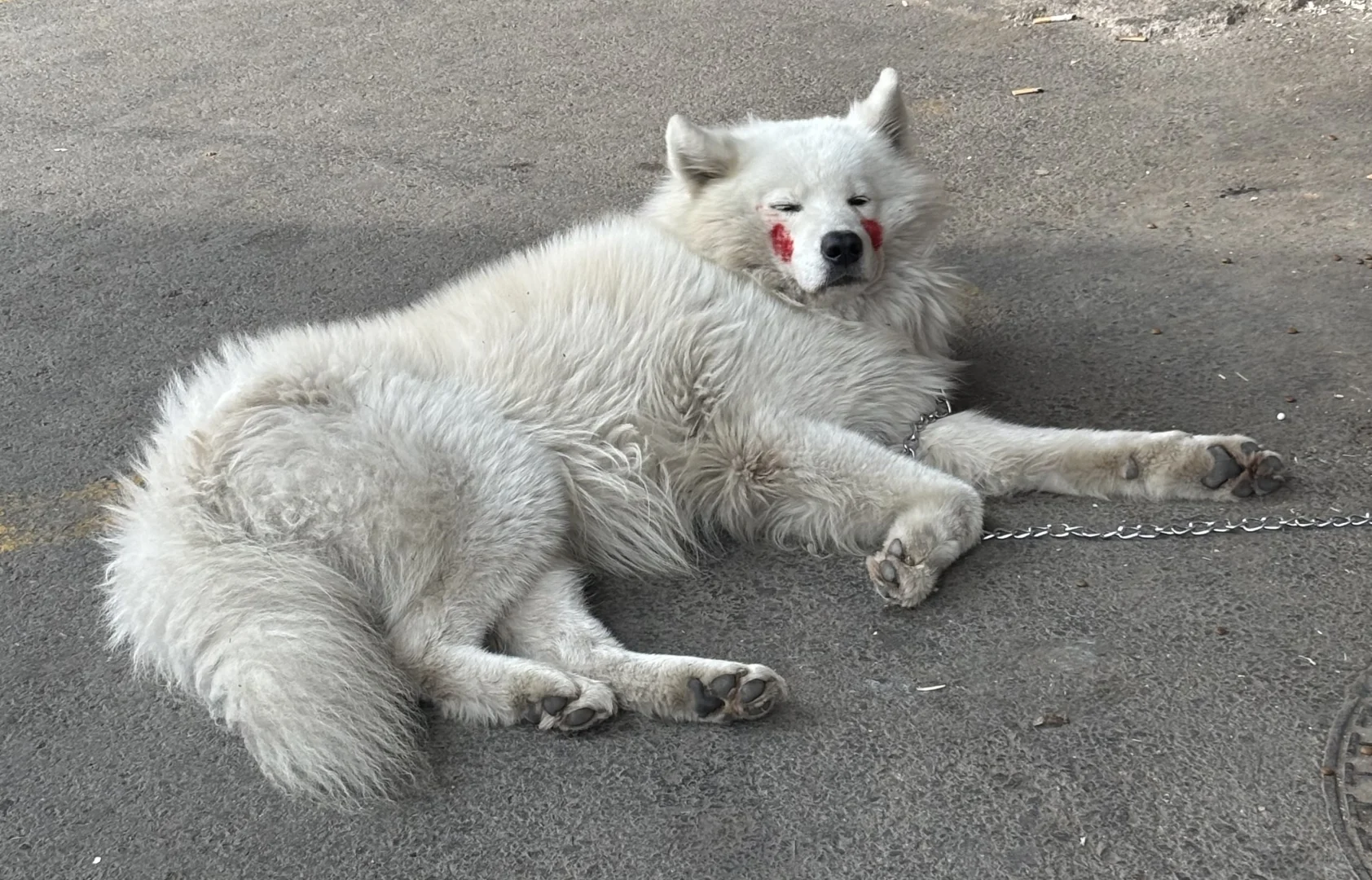 一只被涂了“腮红”的小狗狗 哈哈哈哈