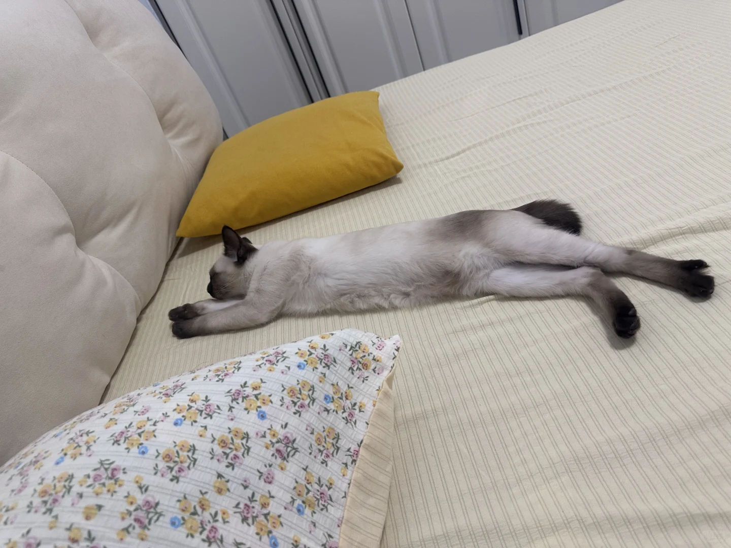 咪·我腿美吗？