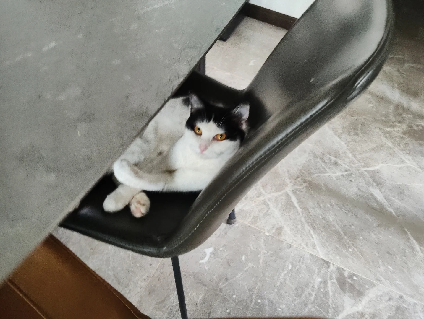 奶牛猫猫的今日社交～