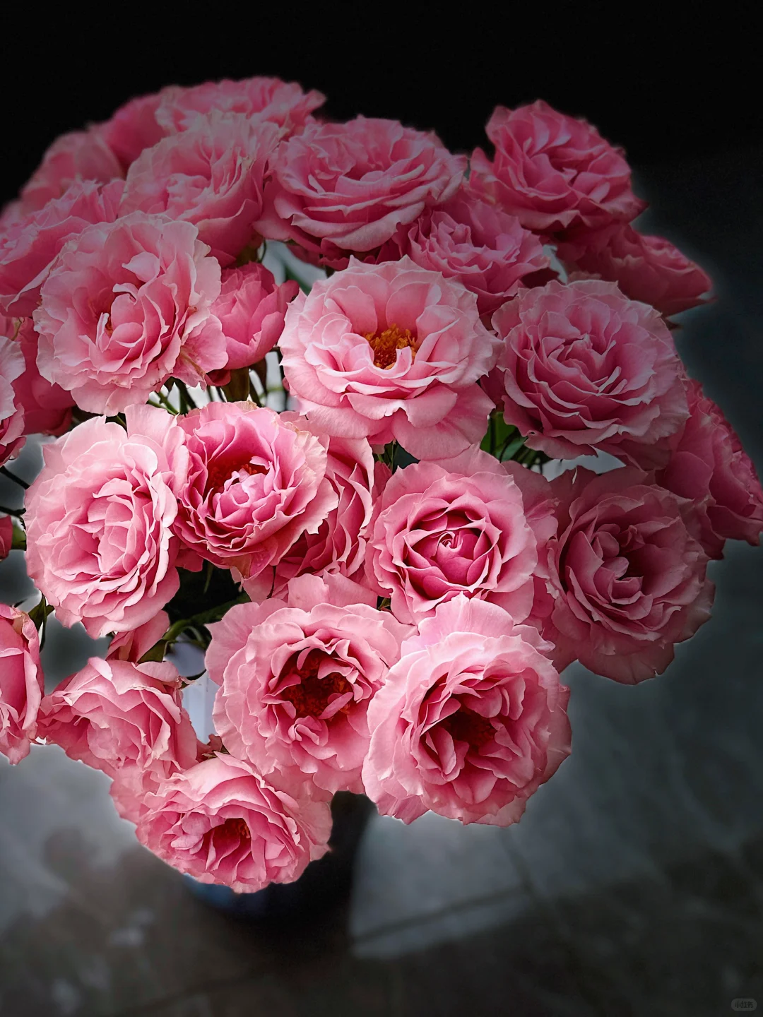 花开云南｜温柔而妩媚，美丽得恰到好处