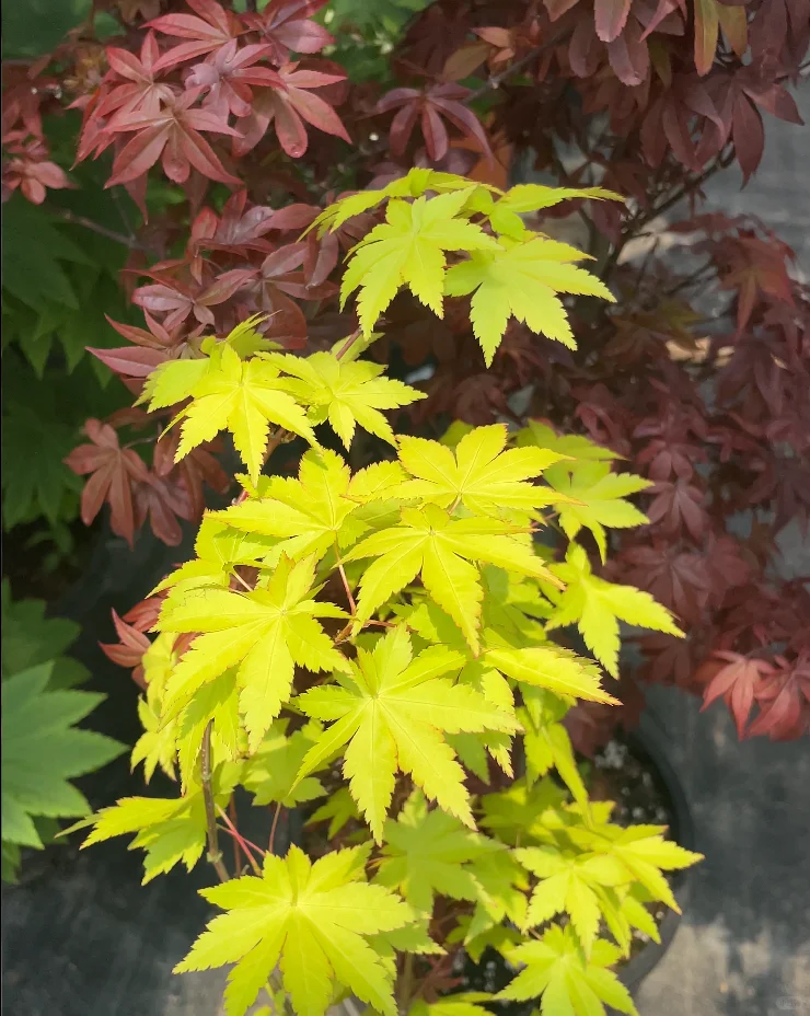 新手入门必选5大神仙枫树！闭眼入✨