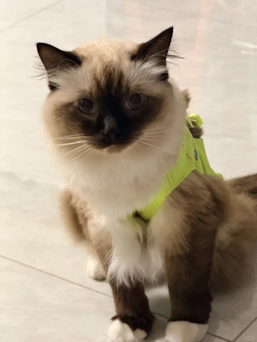 这是一只很有逻辑的小猫