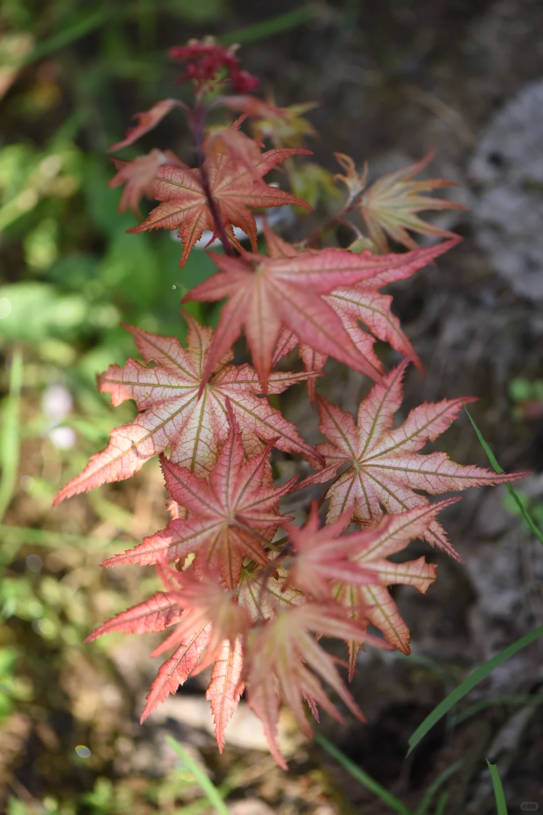 新手入门必选5大神仙枫树！闭眼入✨