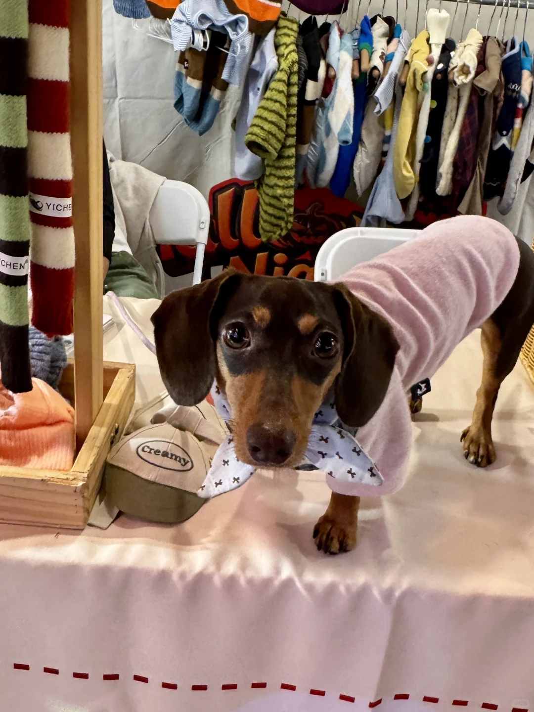 宠物服装TailTerra亮相四海城 🧣