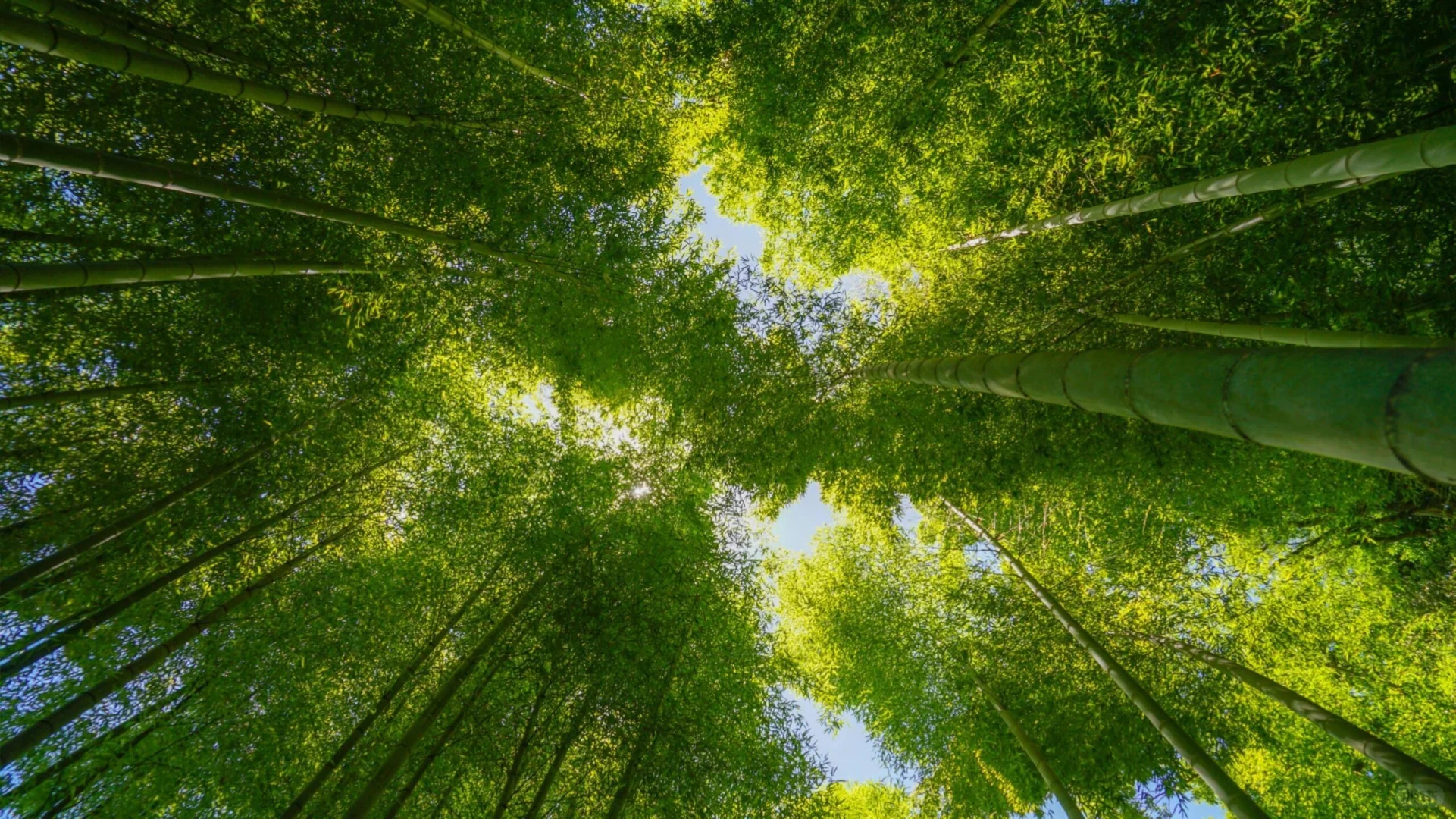 这平板壁纸也太美了