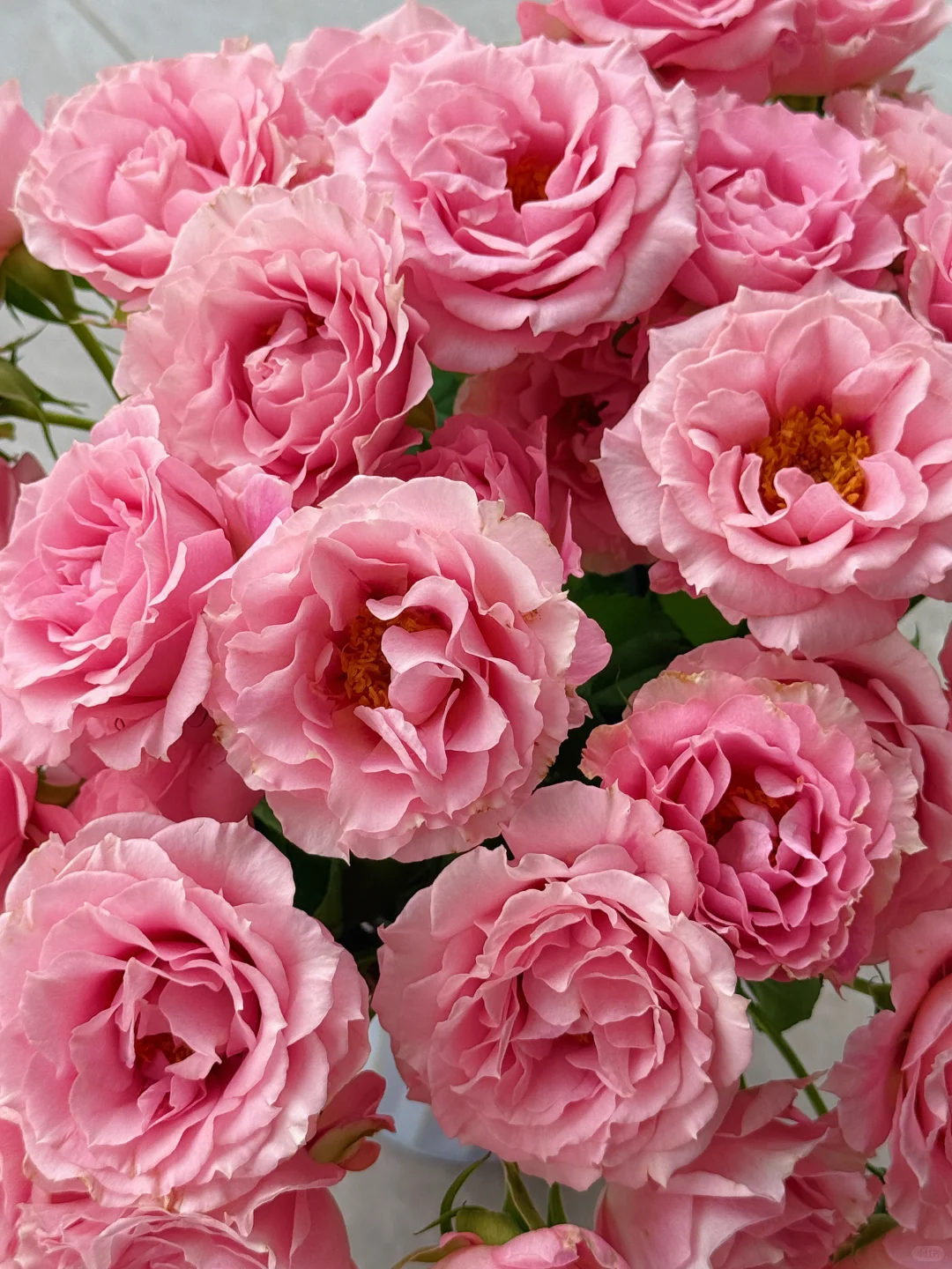 花开云南｜温柔而妩媚，美丽得恰到好处