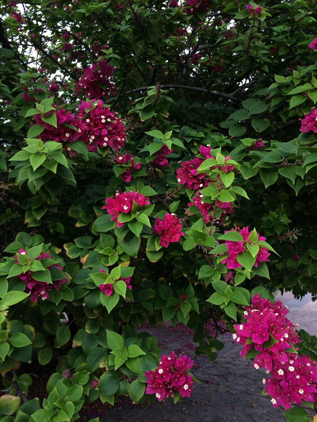 正常再正常不过的比基尼