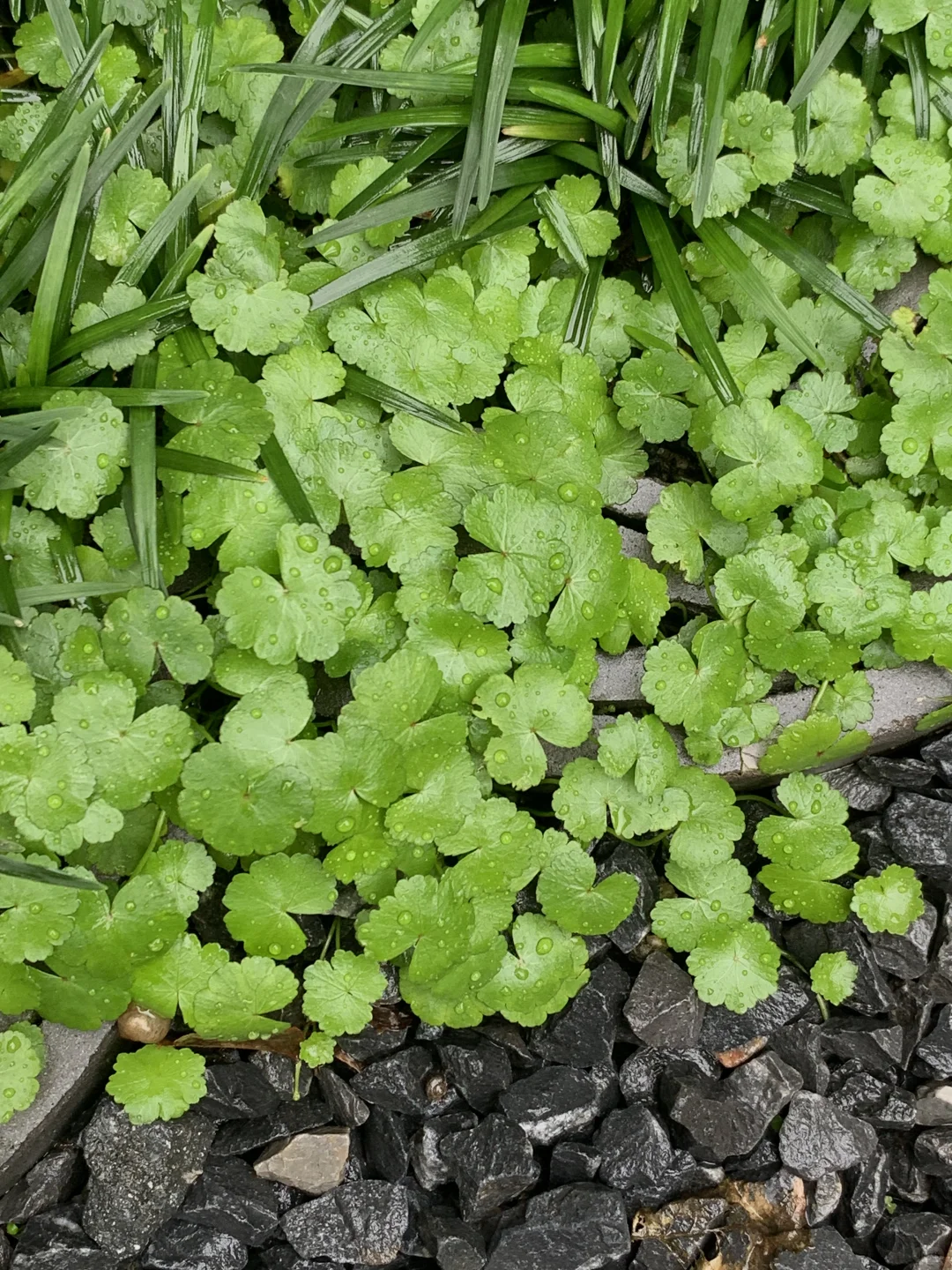 我看青山多妩媚，料青山看我应如是