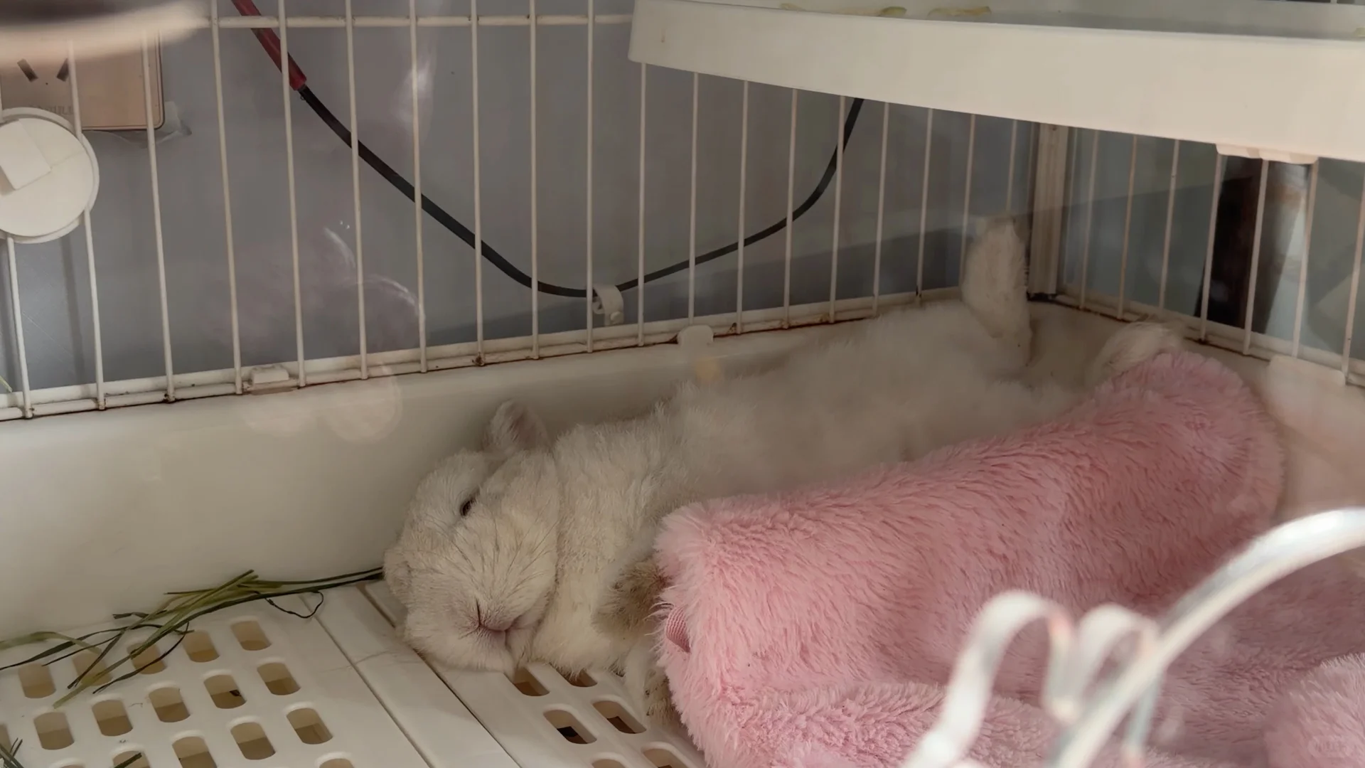 兔兔的睡姿妖娆。🤫太香了