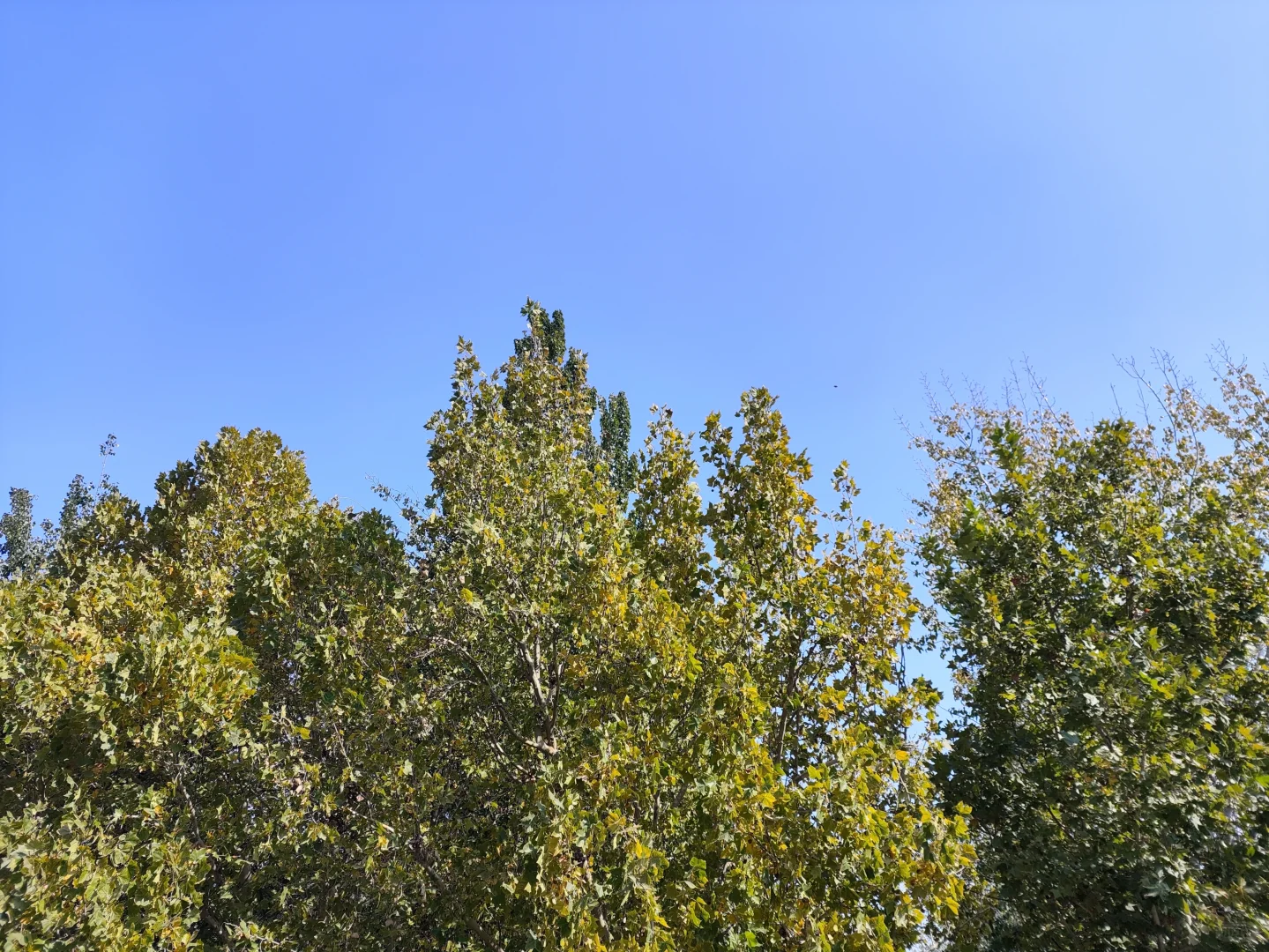 黑猫警长的妖娆和嚣张