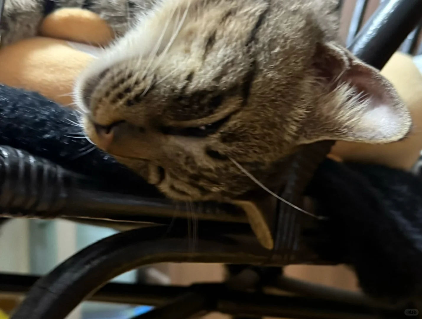 你们家的狸花猫睡觉什么姿势？