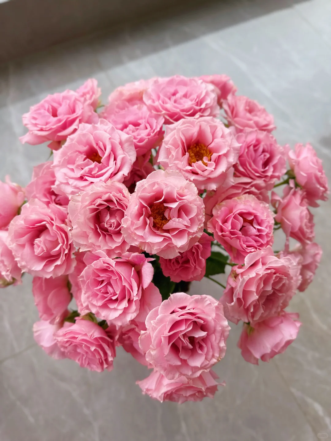 花开云南｜温柔而妩媚，美丽得恰到好处