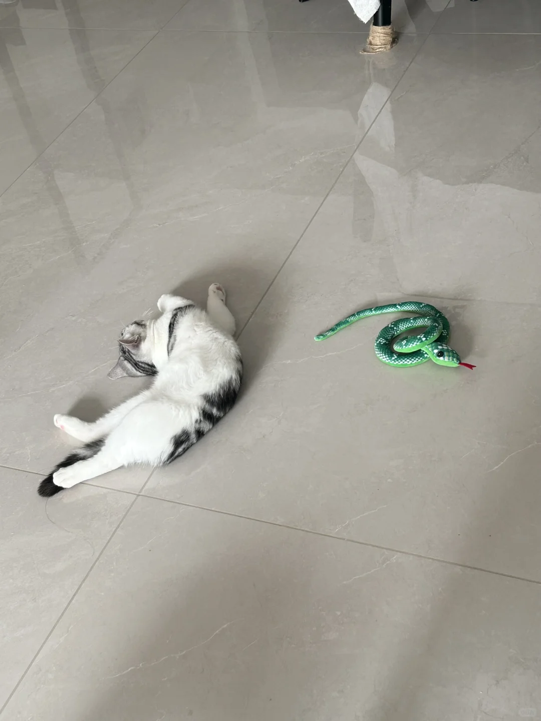 起司的睡姿都这么奇葩嘛？