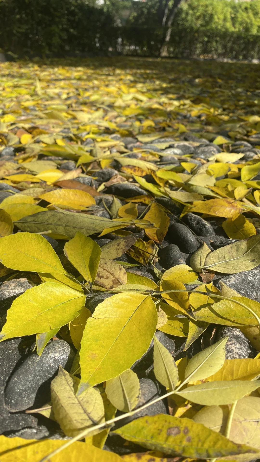 没力的美少女在练八段锦