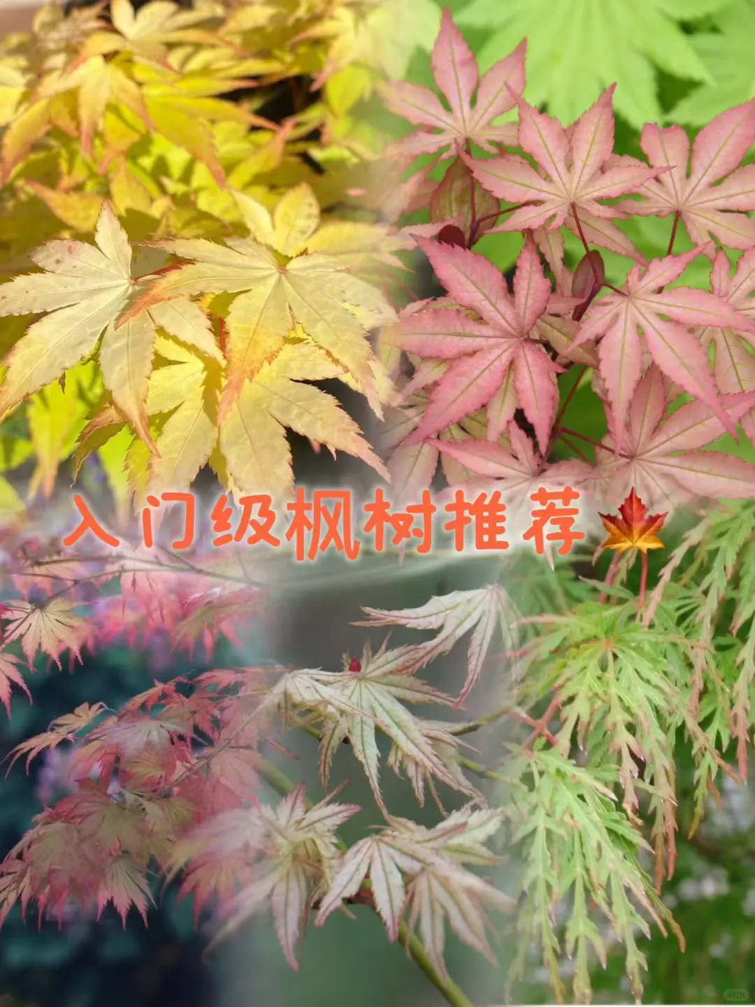 新手入门必选5大神仙枫树！闭眼入✨