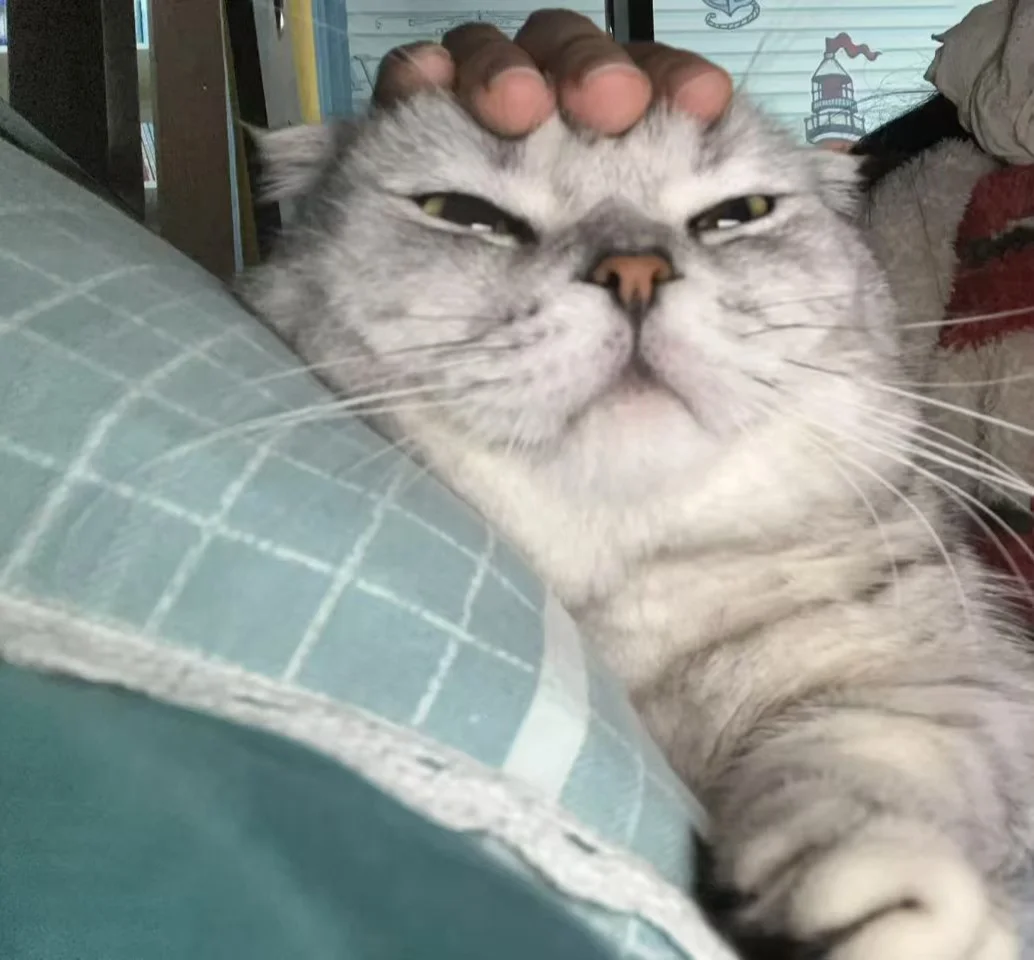 想看看大家的银渐层