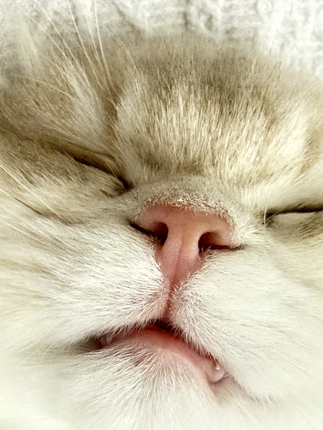 谁教你这样睡觉的