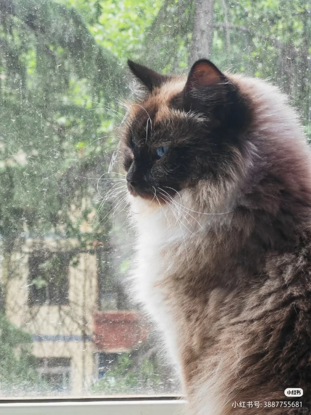 古风小生猫猫帖评论不忍仅留于评论区遂发之