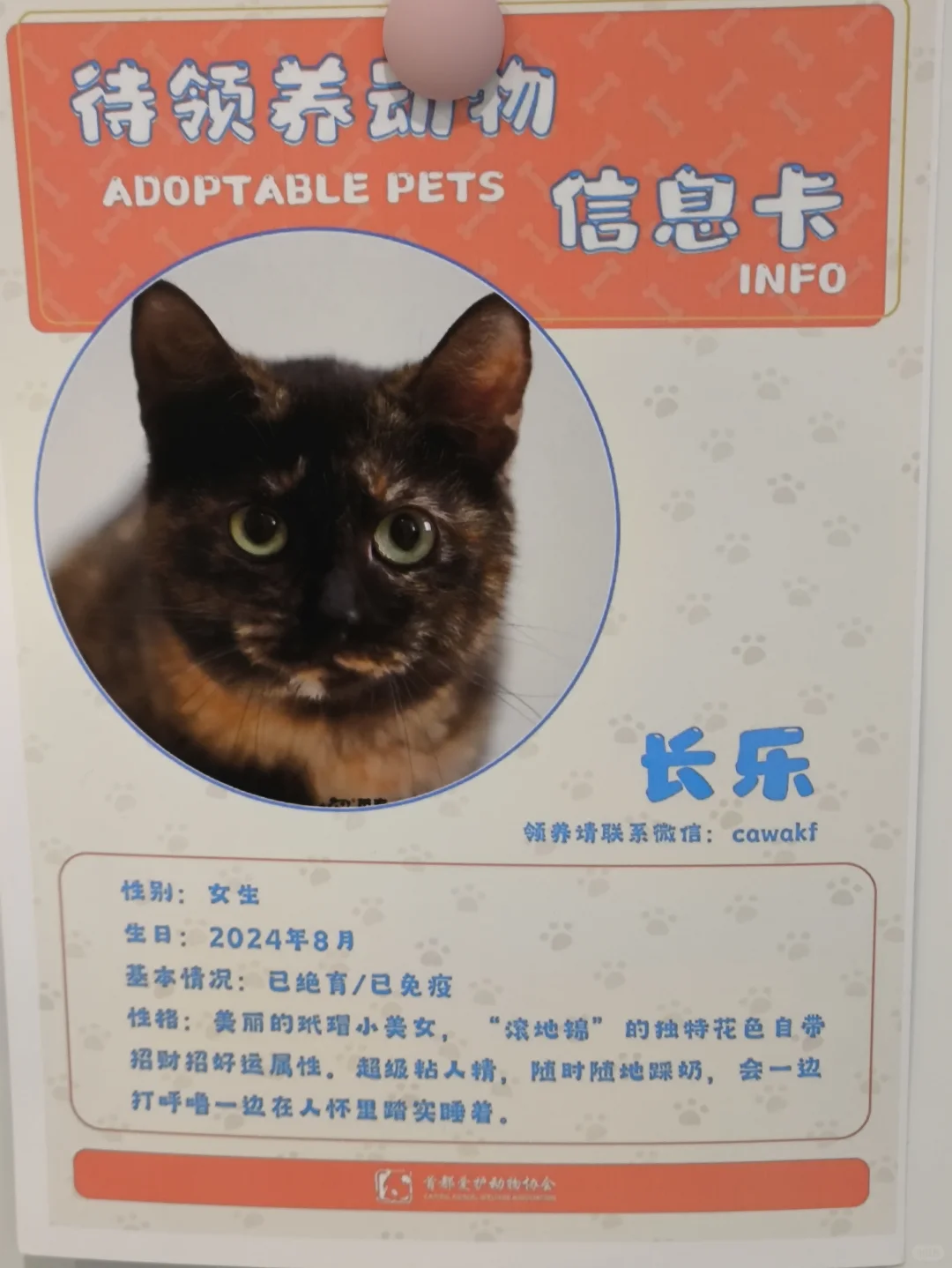 待领养小猫-长乐