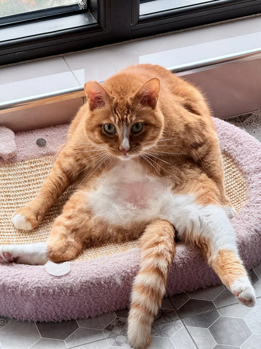 谁家小猫这么坐啊…