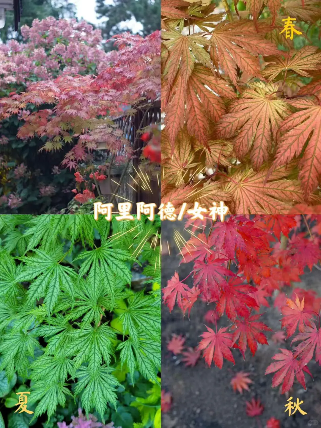 新手入门必选5大神仙枫树！闭眼入✨