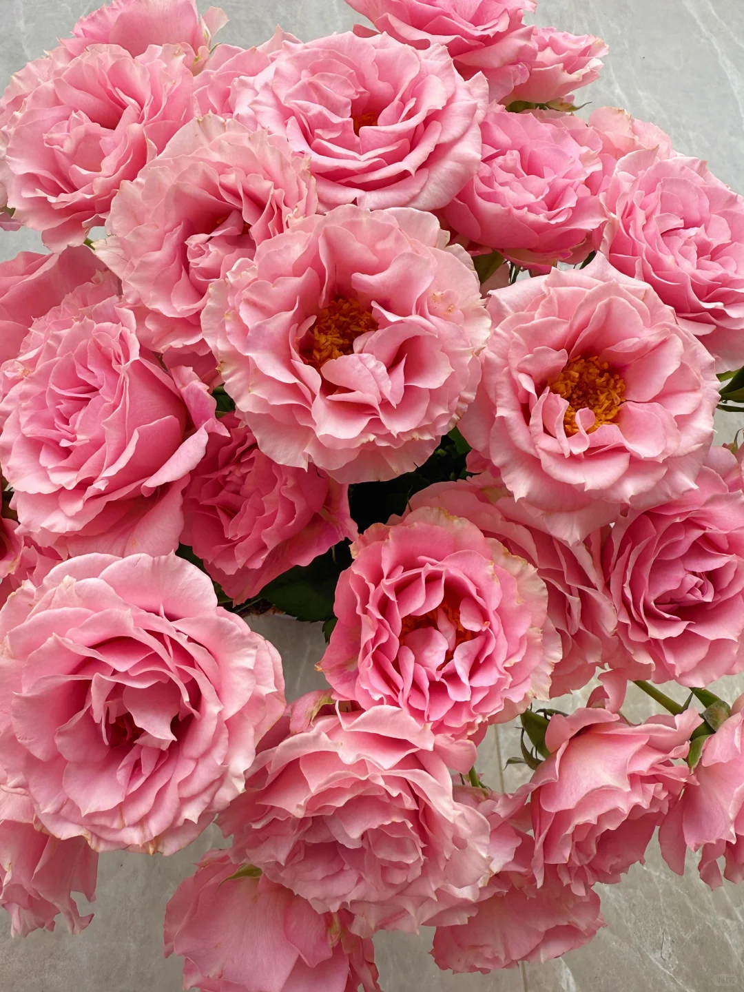 花开云南｜温柔而妩媚，美丽得恰到好处