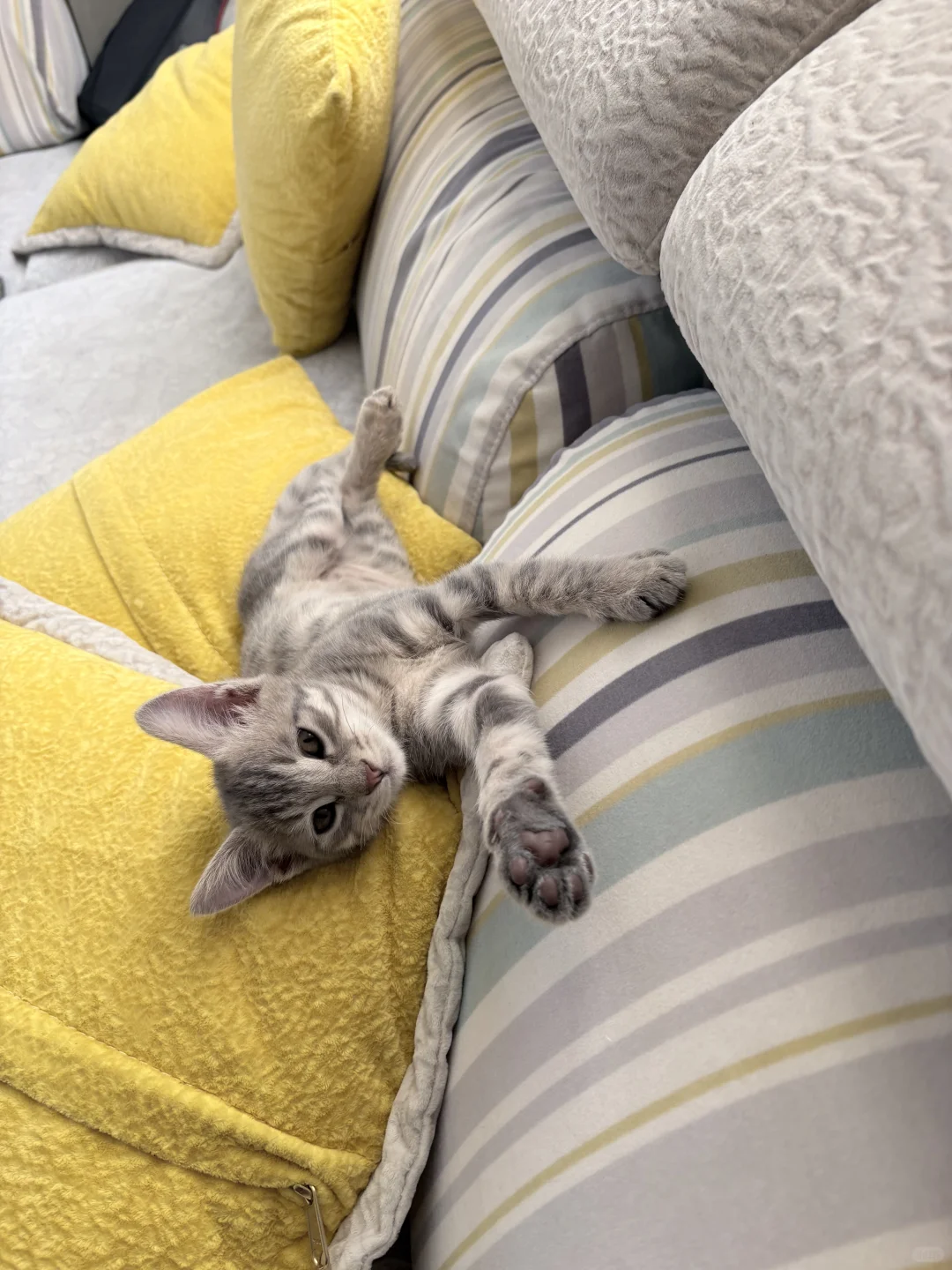 这睡姿也是绝了