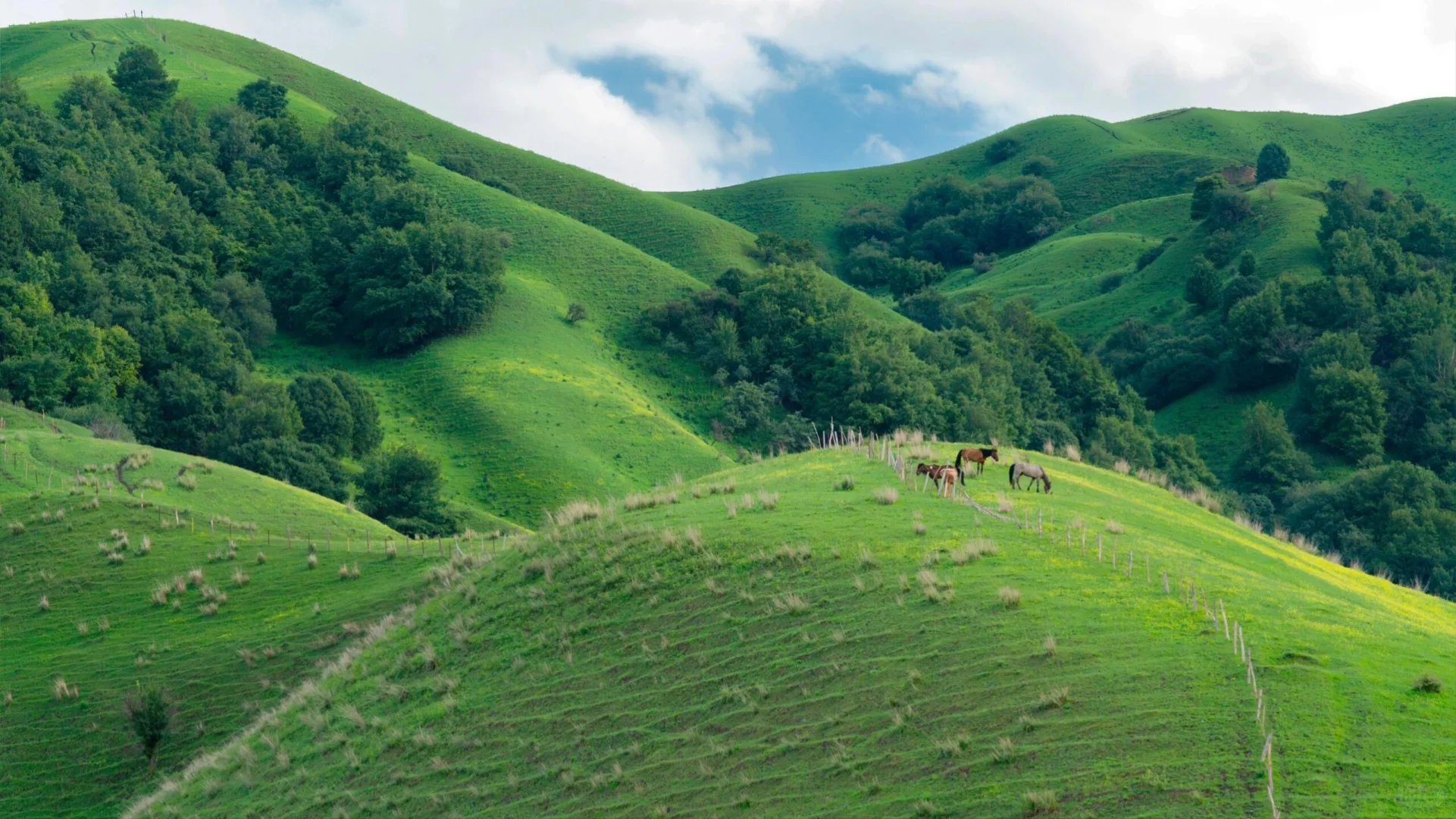 这平板壁纸也太美了