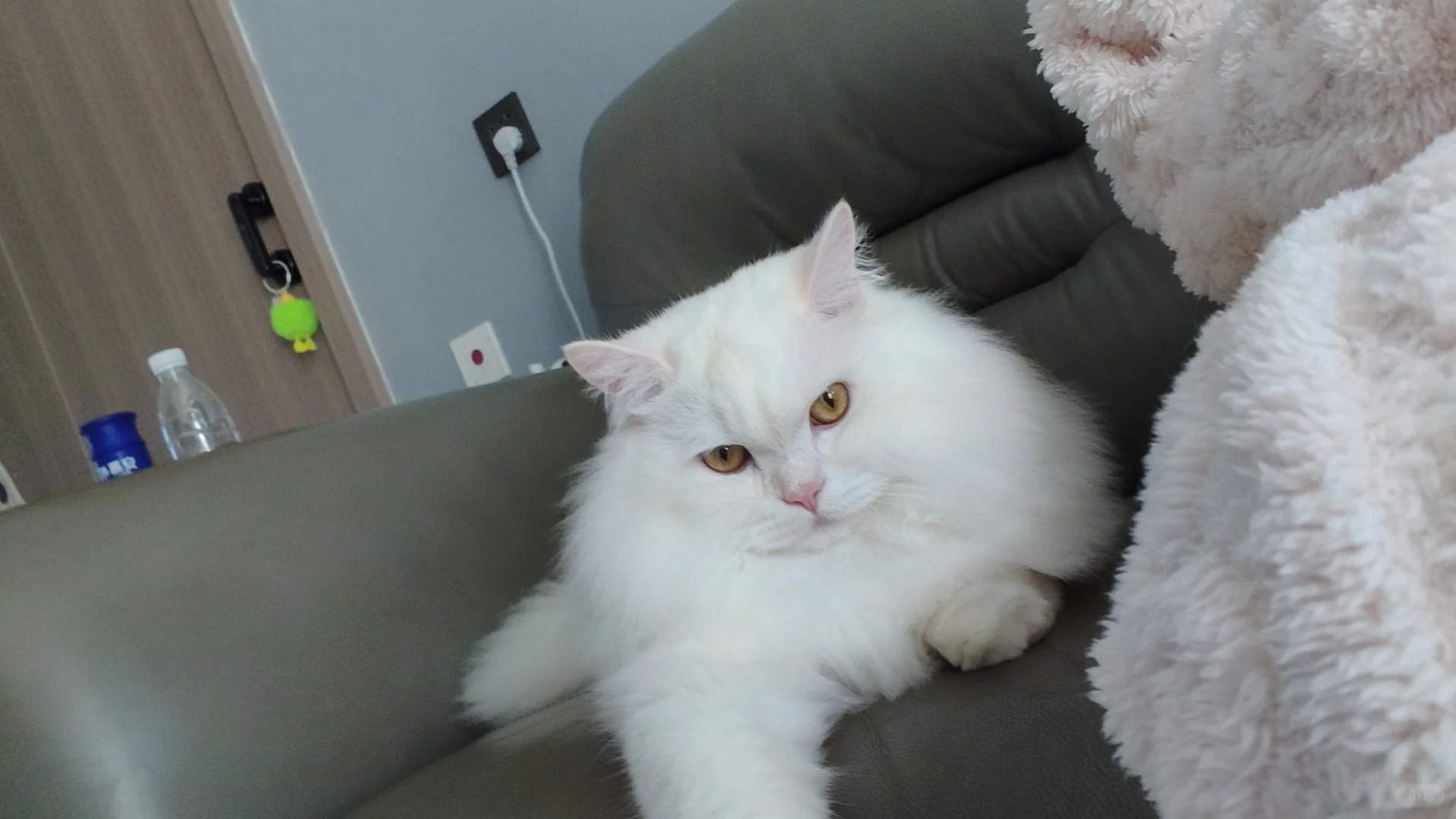 美貌小猫的潦草睡姿