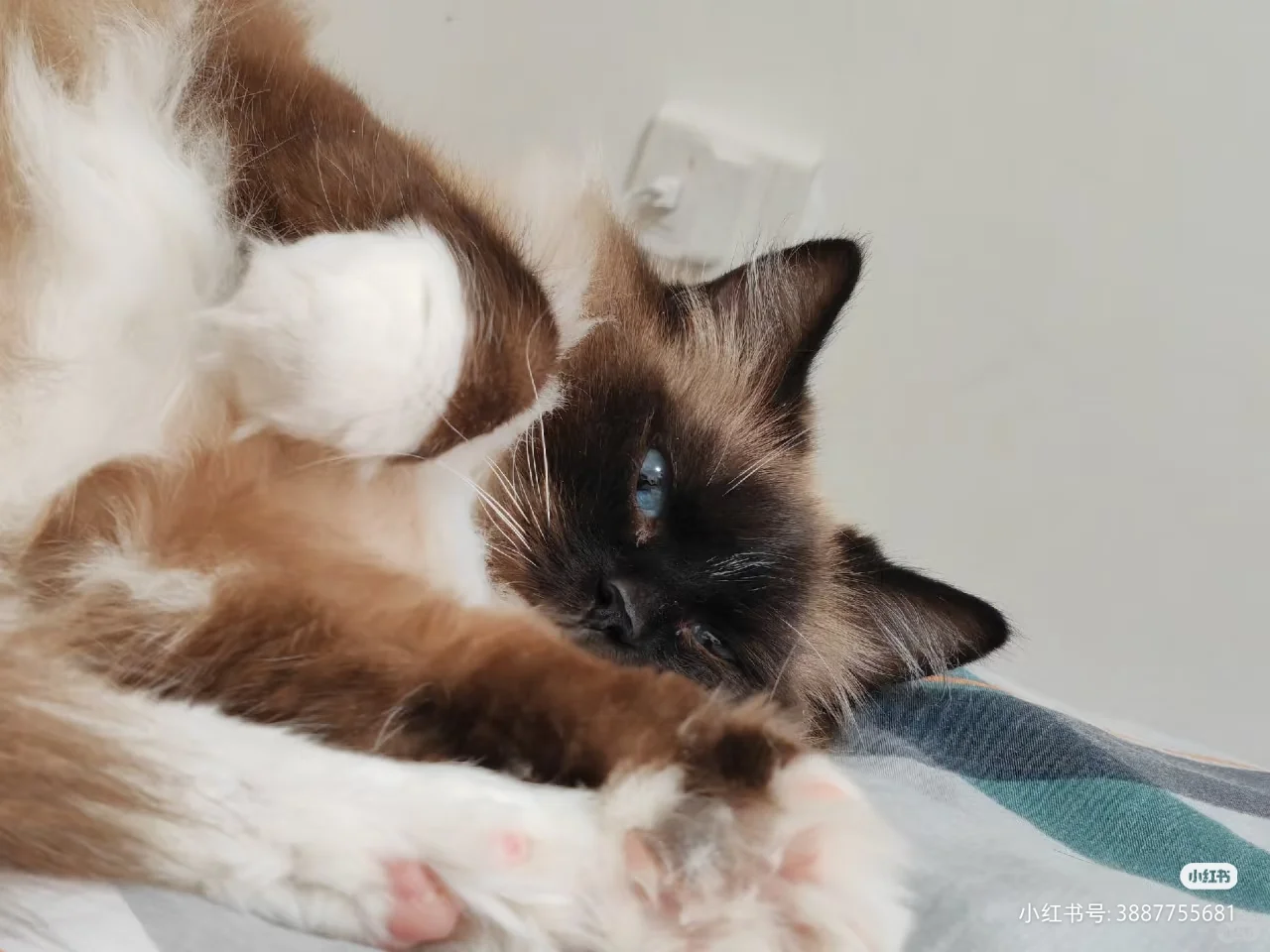 古风小生猫猫帖评论不忍仅留于评论区遂发之