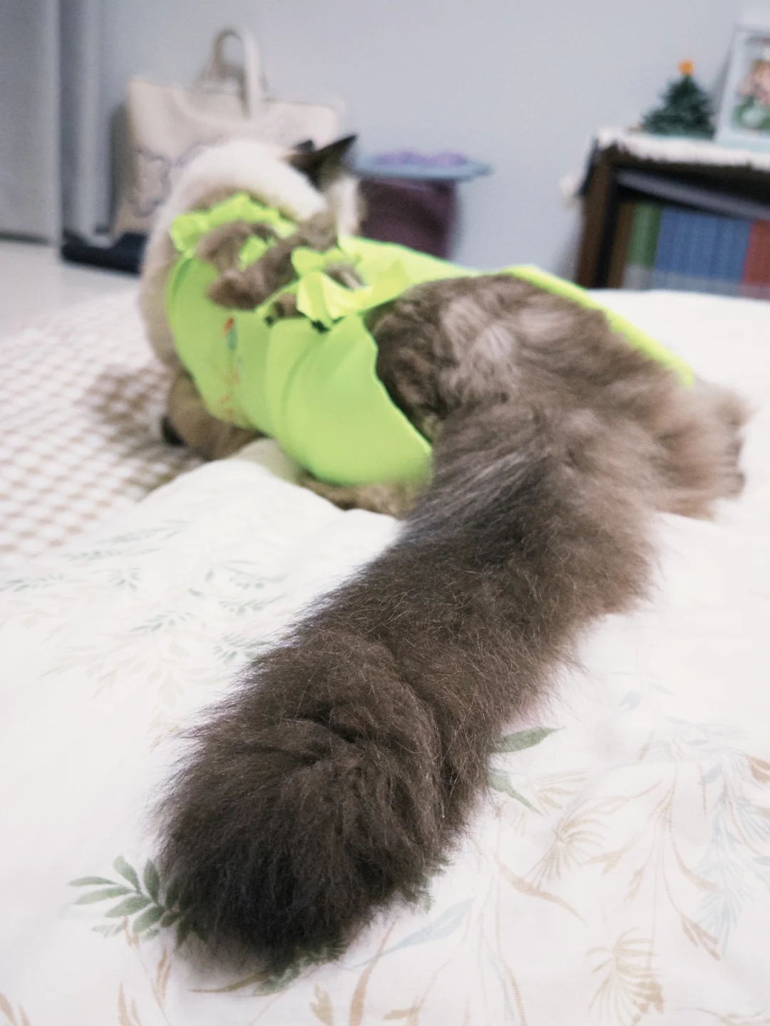 这是一只很有逻辑的小猫